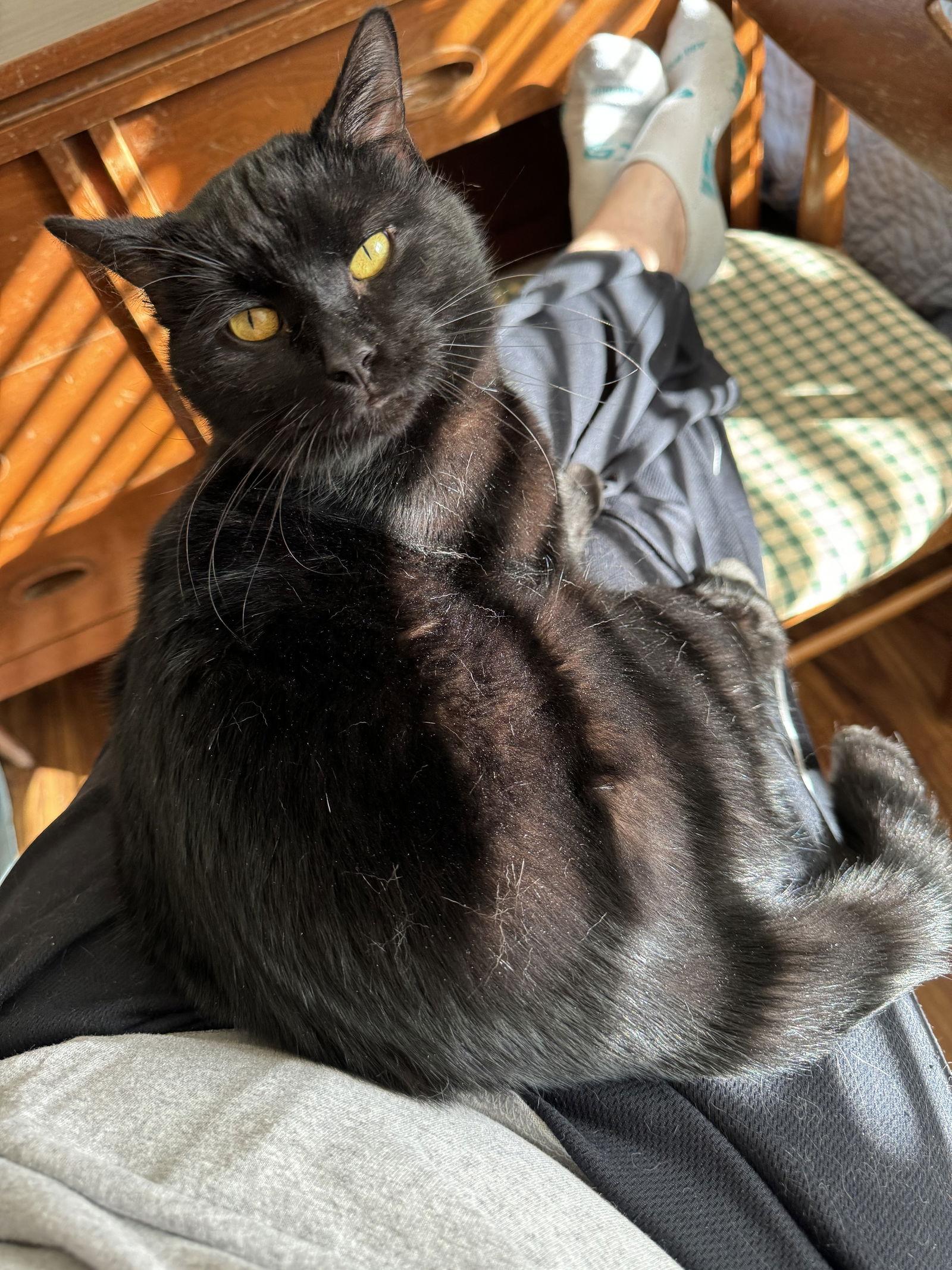 Enlarge Draco, a Adoptable Domestic Short Hair in O'Fallon, MO image 3/3