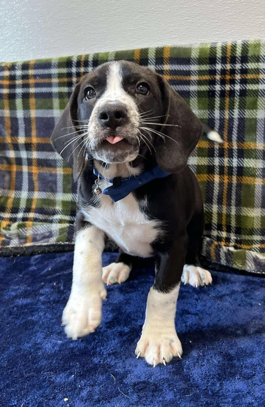Tito "Bullet", an adoptable mixed breed in Maryville, MO image 4/6