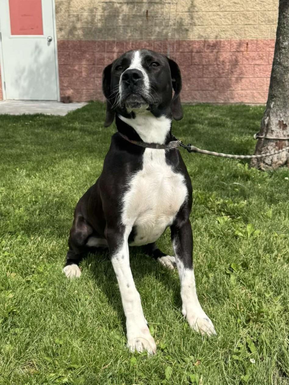 Tito "Bullet", an adoptable mixed breed in Maryville, MO image 2/6