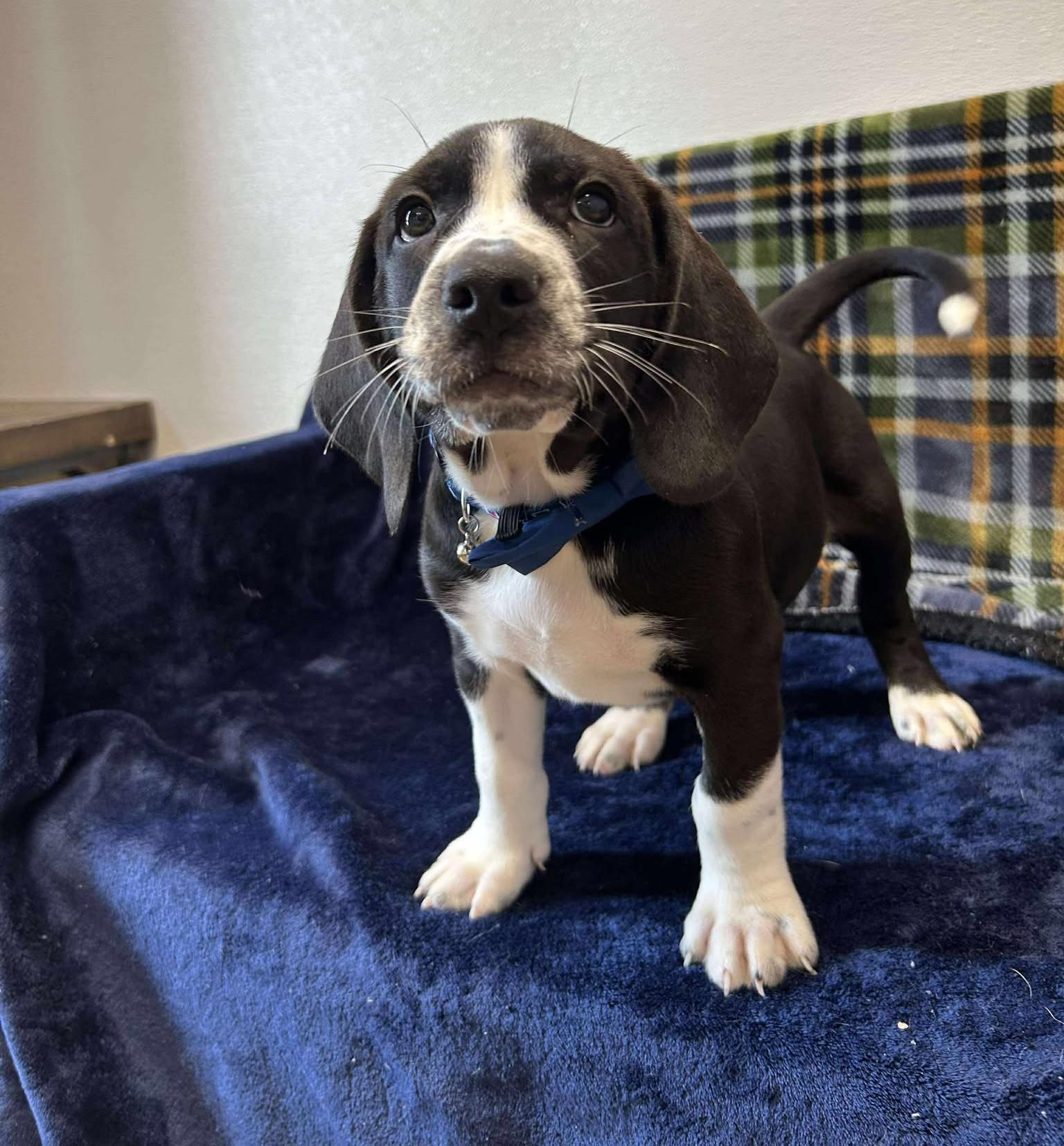 Tito "Bullet", an adoptable mixed breed in Maryville, MO image 5/6