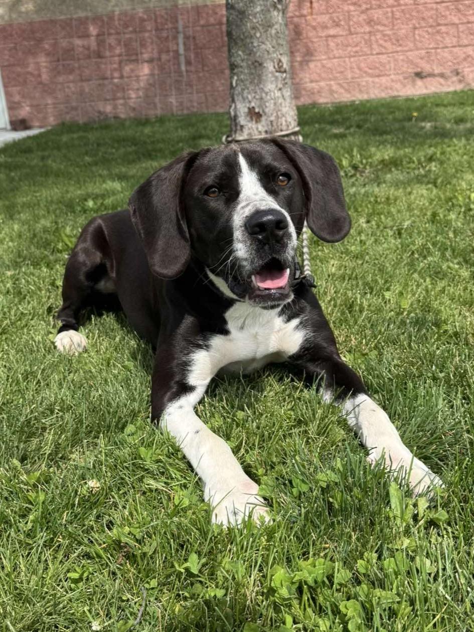 Tito "Bullet", an adoptable mixed breed in Maryville, MO image 1/6
