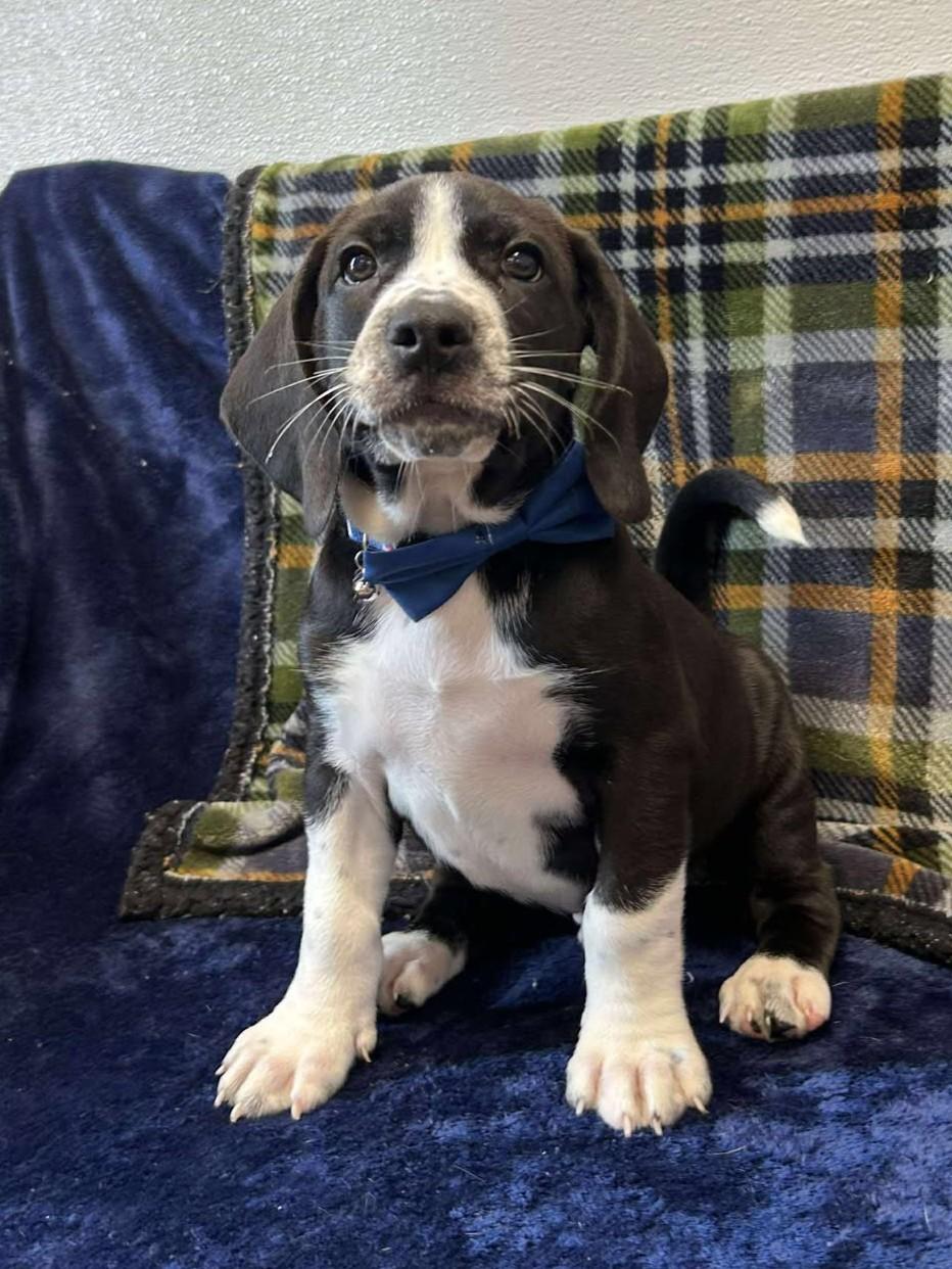 Tito "Bullet", an adoptable mixed breed in Maryville, MO image 6/6