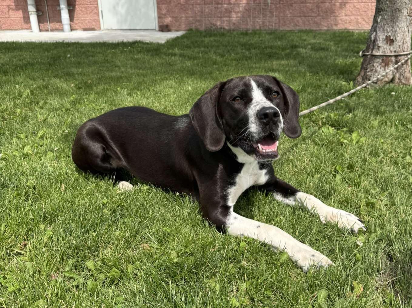 Tito "Bullet", an adoptable mixed breed in Maryville, MO image 3/6