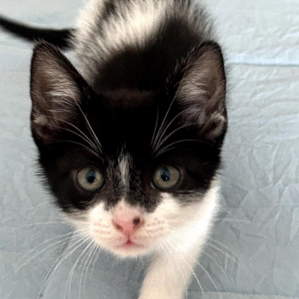 Enlarge Spider adopt with Maxine, a Adoptable Domestic Short Hair in Fayetteville, GA image 1/1