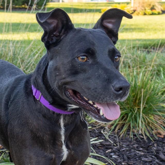 Enlarge GIANNA, a Adoptable mixed breed in St. Louis, MO image 1/1