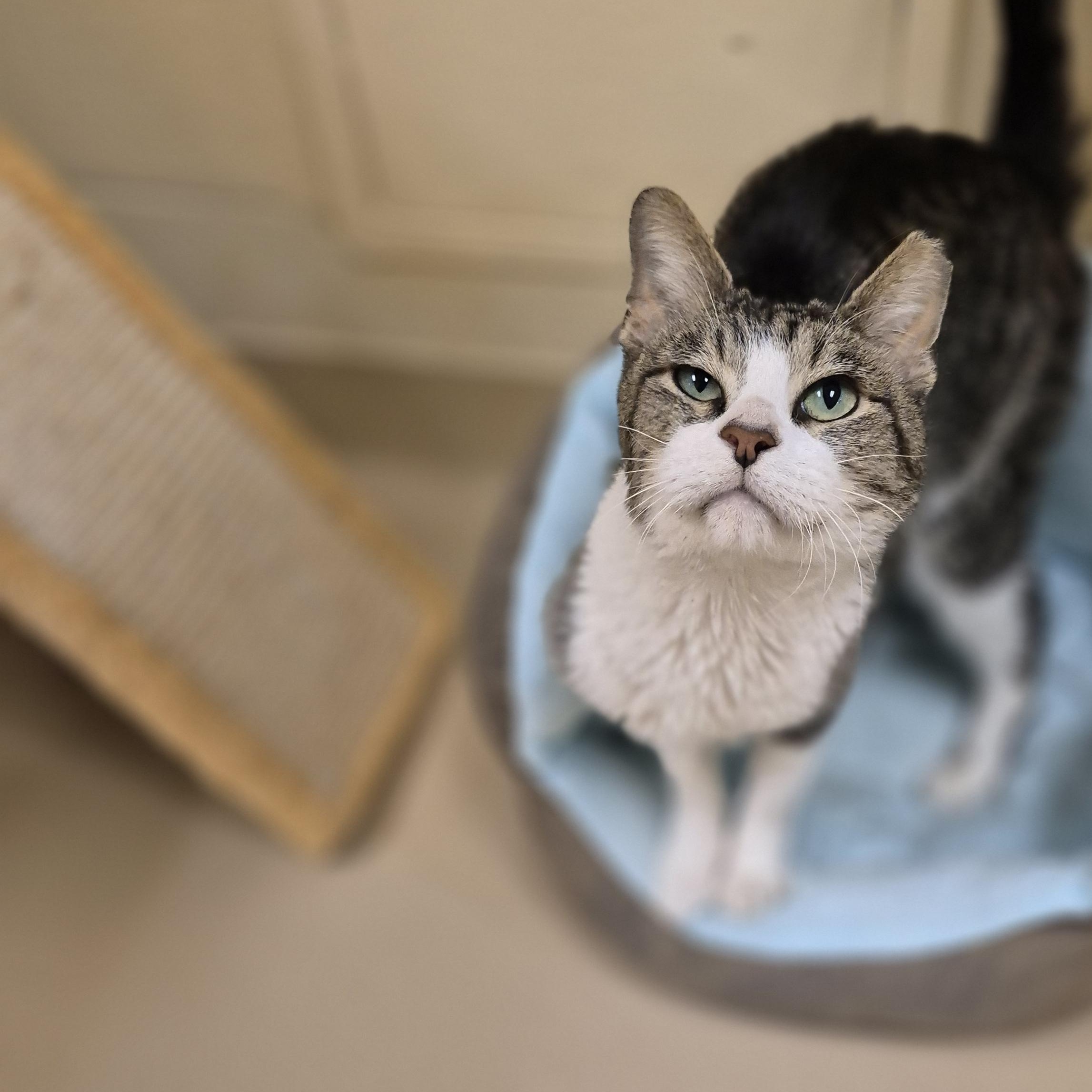 Enlarge Jesse, a ADOPTABLE Domestic Short Hair in Schertz, TX image 2/3