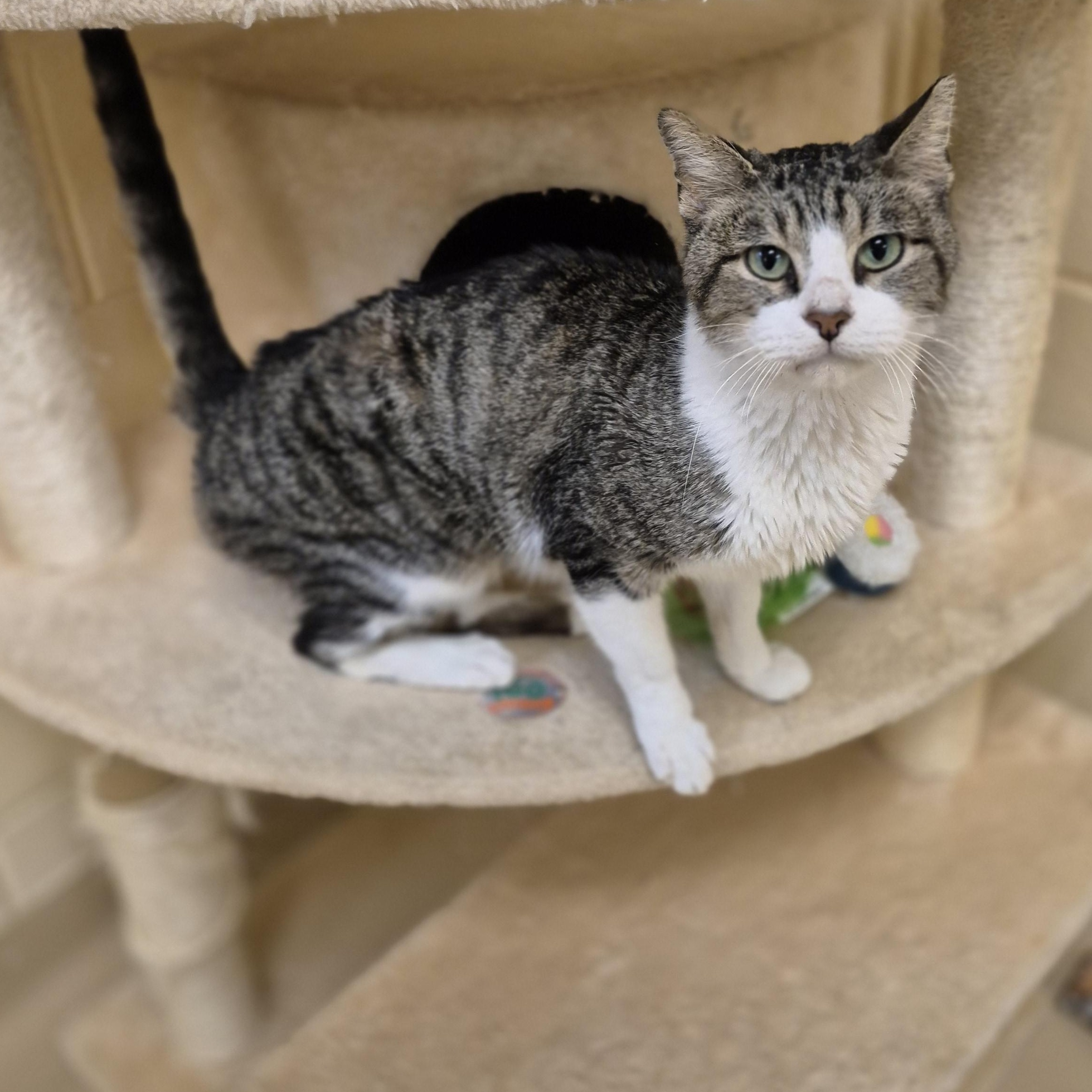 Enlarge Jesse, a ADOPTABLE Domestic Short Hair in Schertz, TX image 3/3