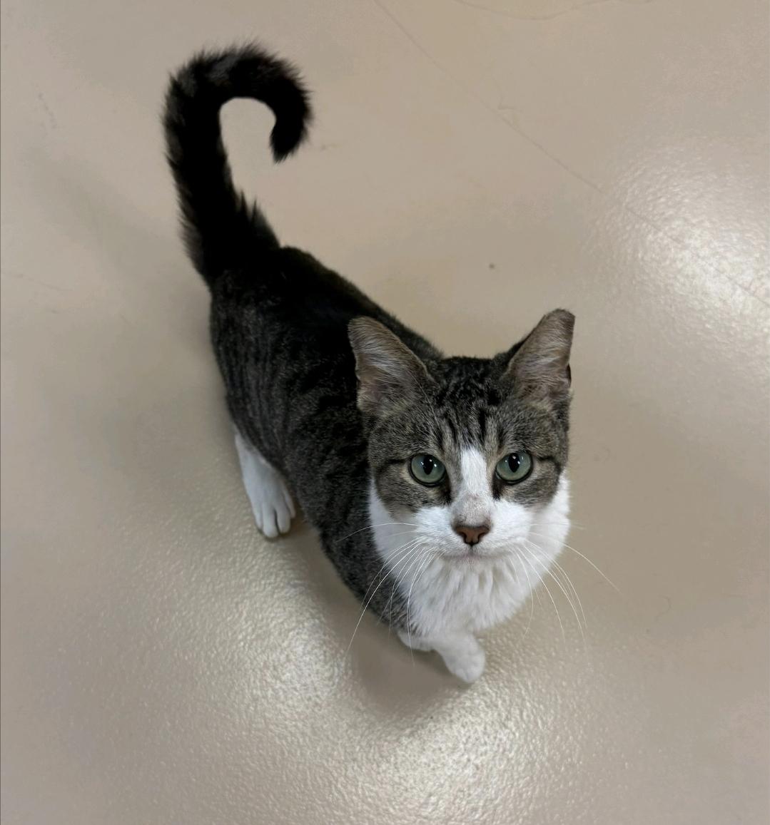 Jesse, ADOPTABLE, Adult Male Domestic Short Hair.