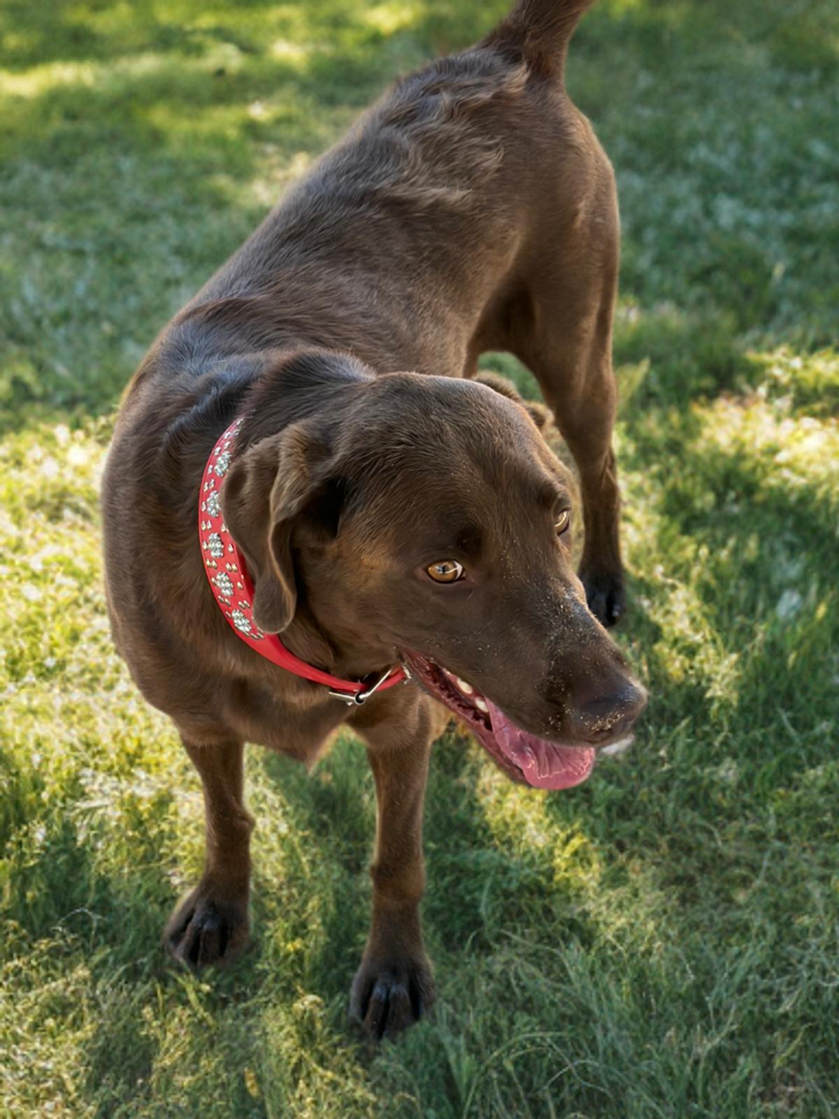 Enlarge Choco, a Adoptable Labrador Retriever in Kingman, AZ image 1/1