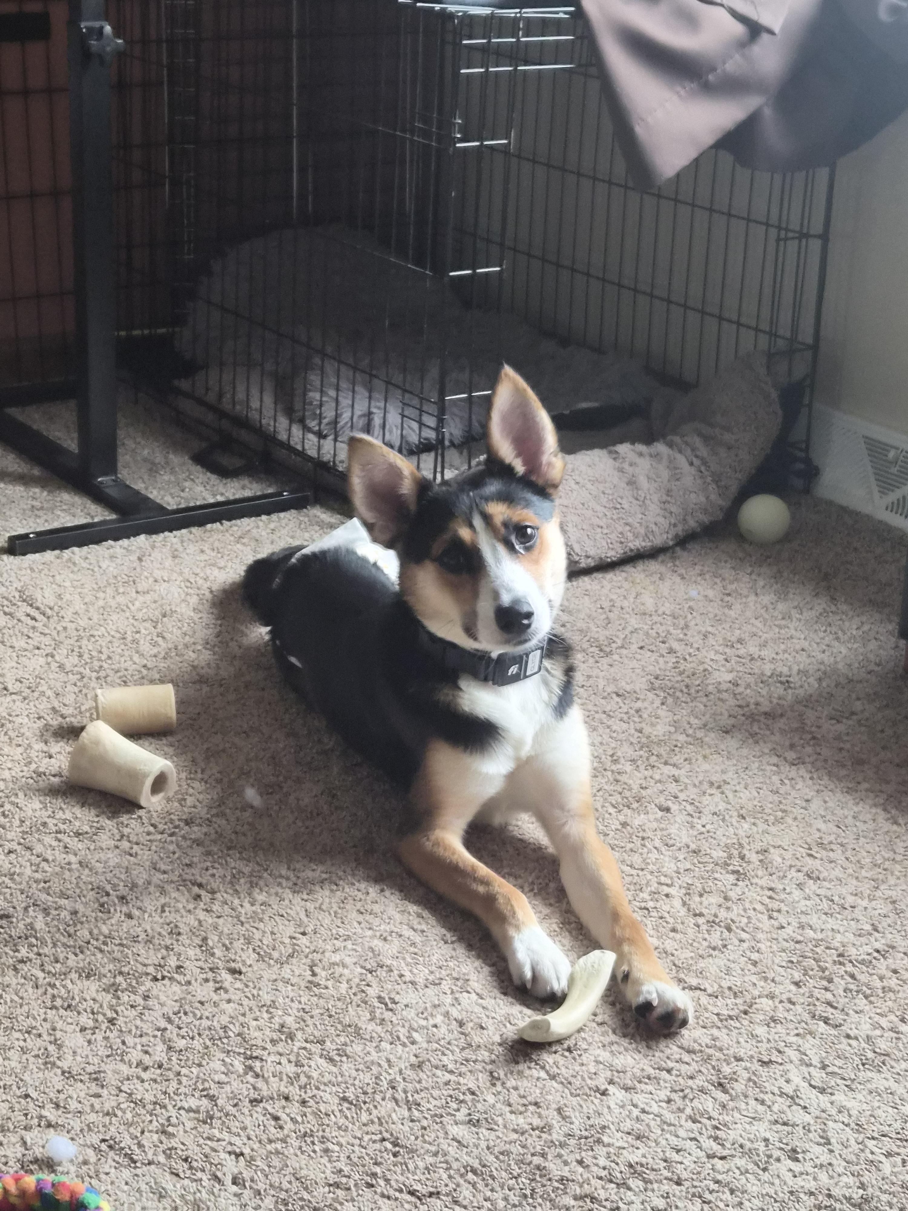Clyde, Adoptable, Young Male Shepherd.