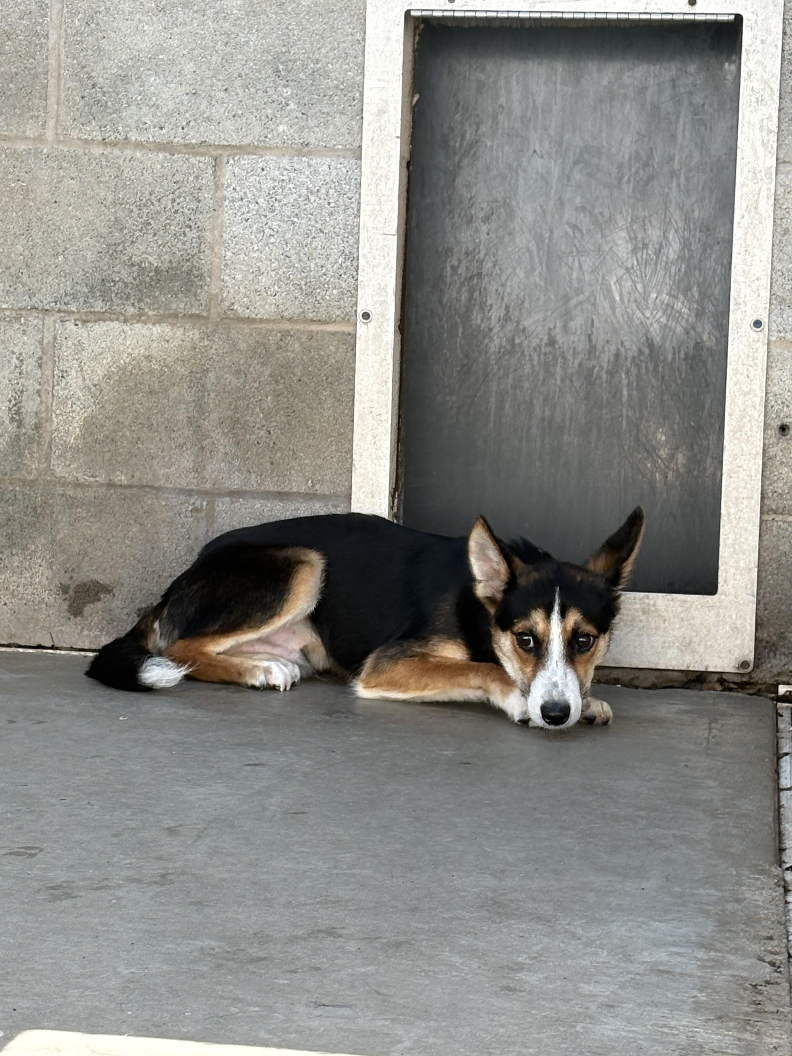 Clyde, a Adoptable mixed breed in Dillsburg, PA image 2/6
