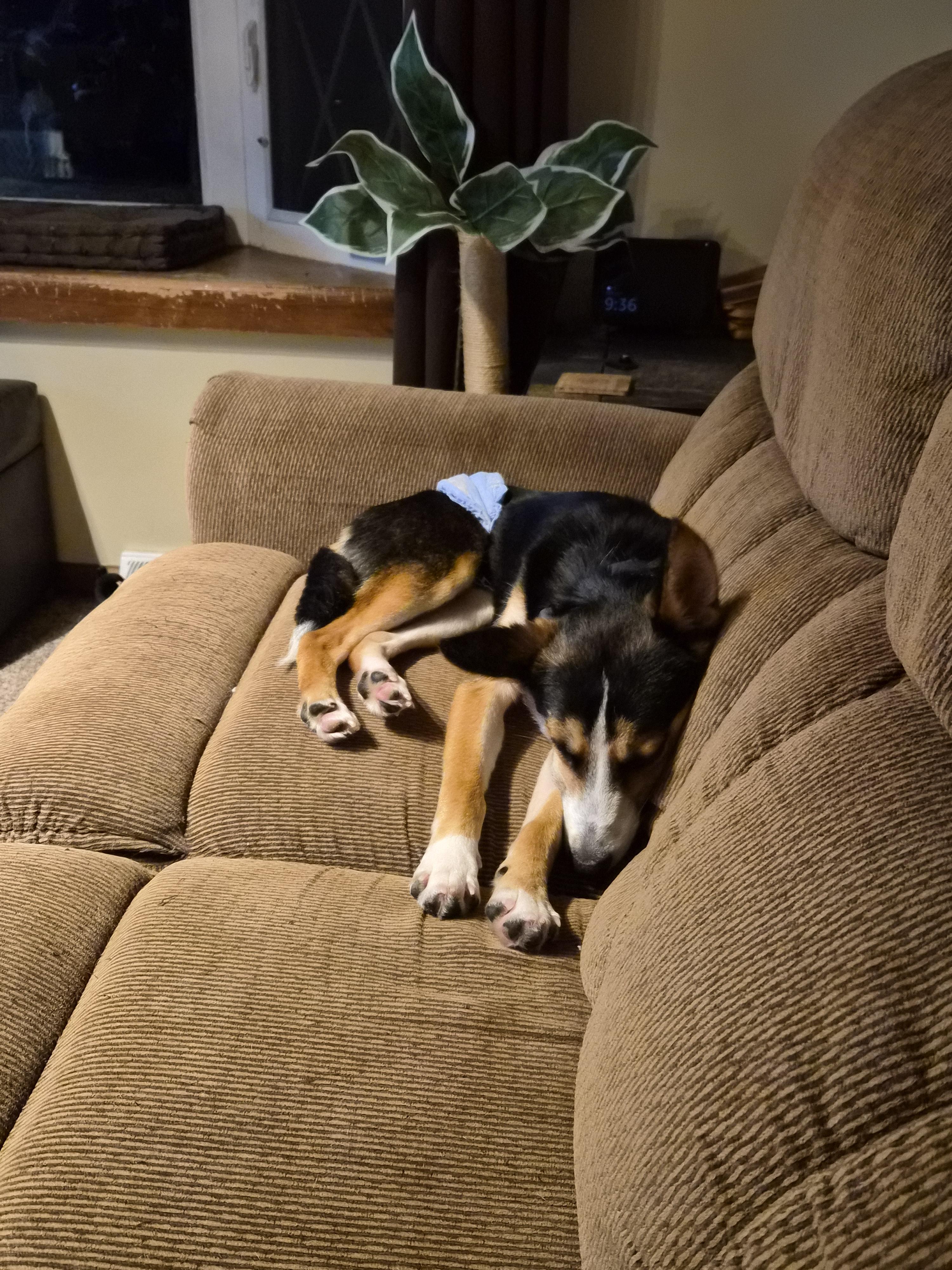 Clyde, a Adoptable mixed breed in Dillsburg, PA image 4/6
