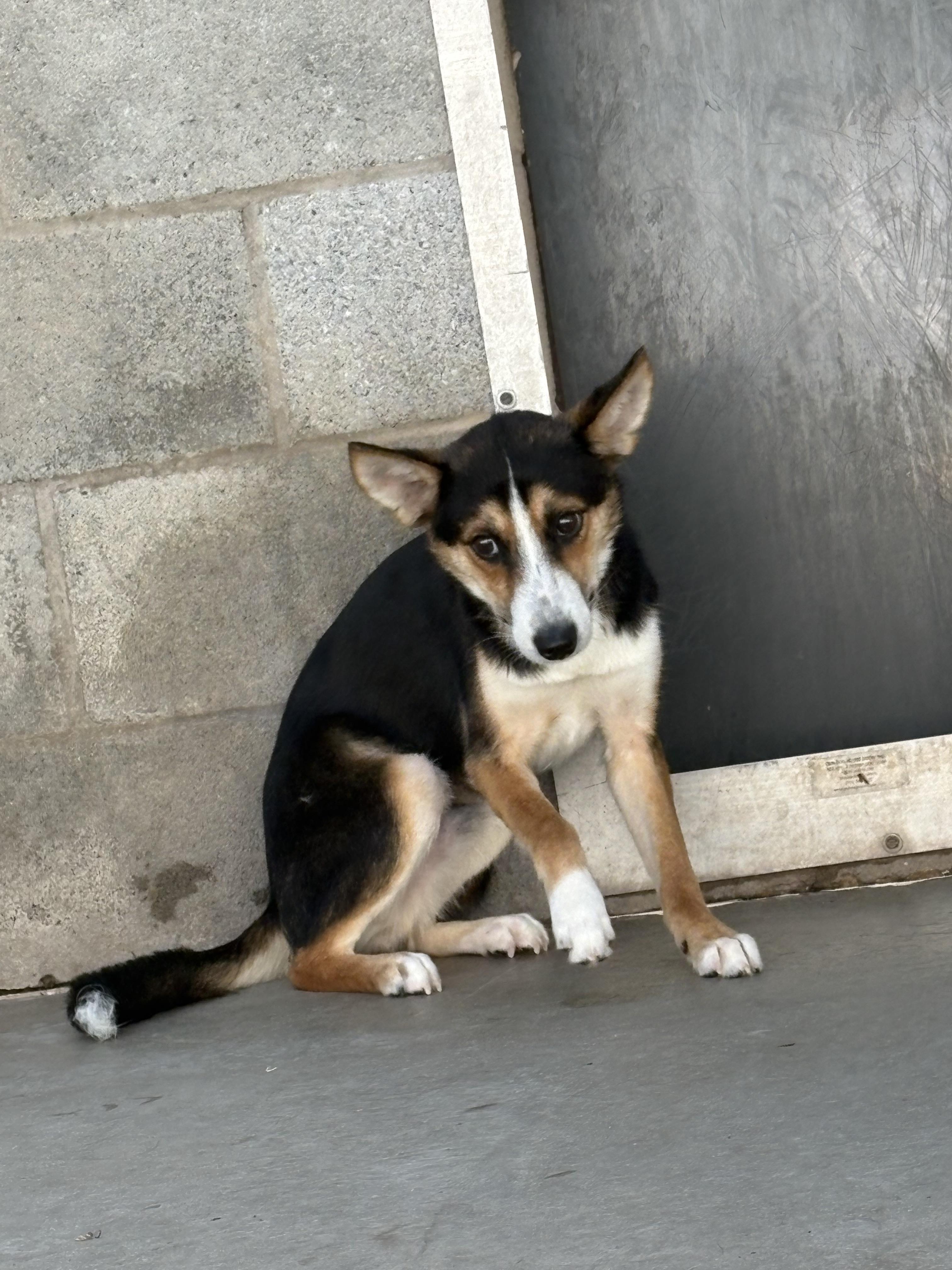 Clyde, a Adoptable mixed breed in Dillsburg, PA image 6/6