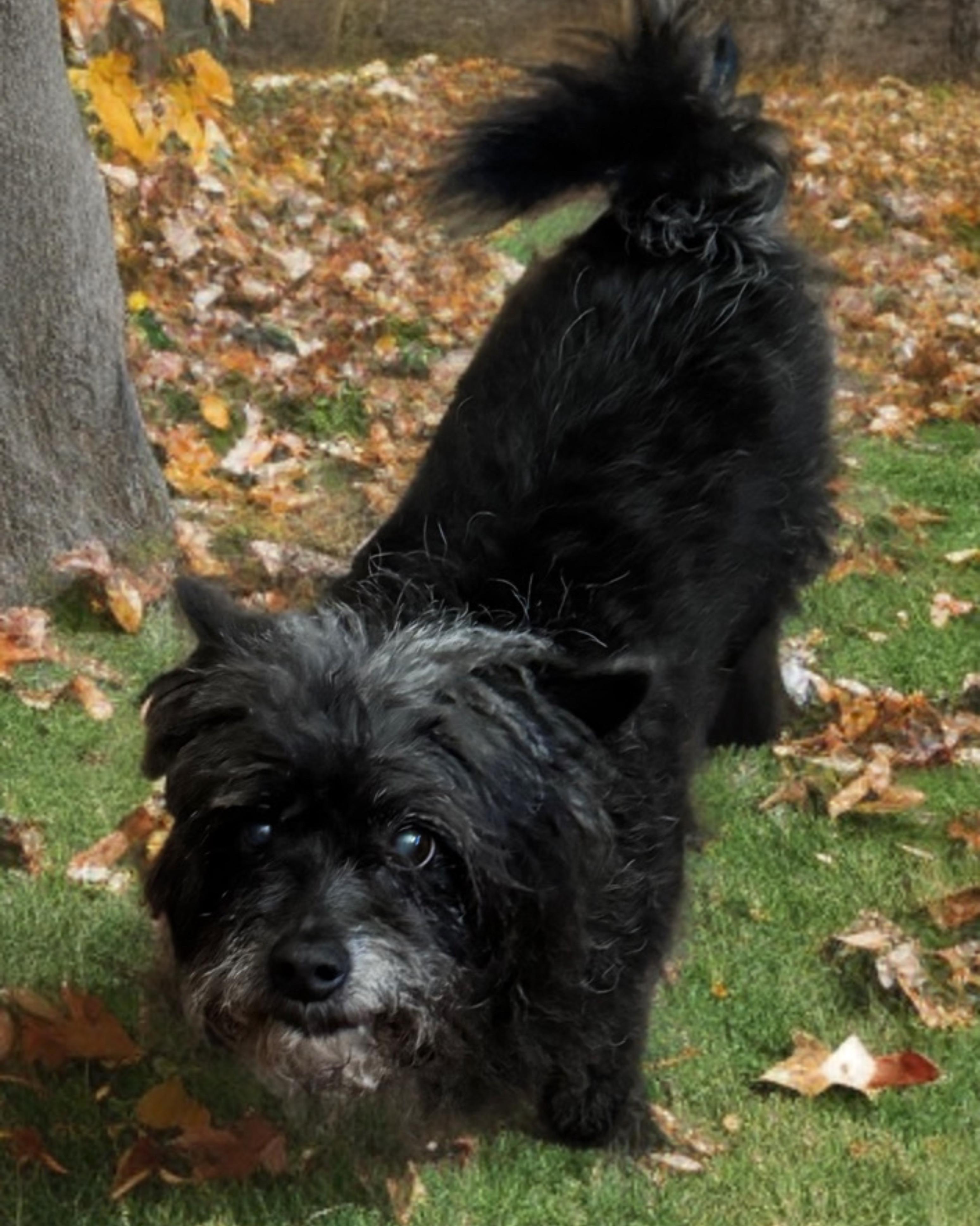 Winston, a Adoptable mixed breed in San Antonio, TX image 1/3