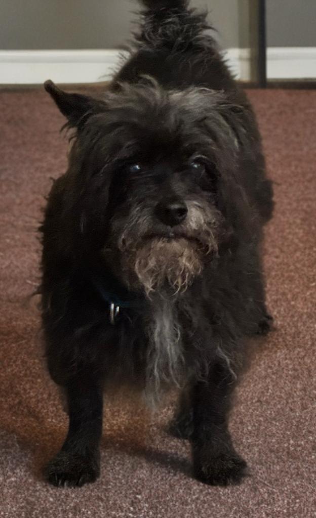 Winston, a Adoptable mixed breed in San Antonio, TX image 2/3