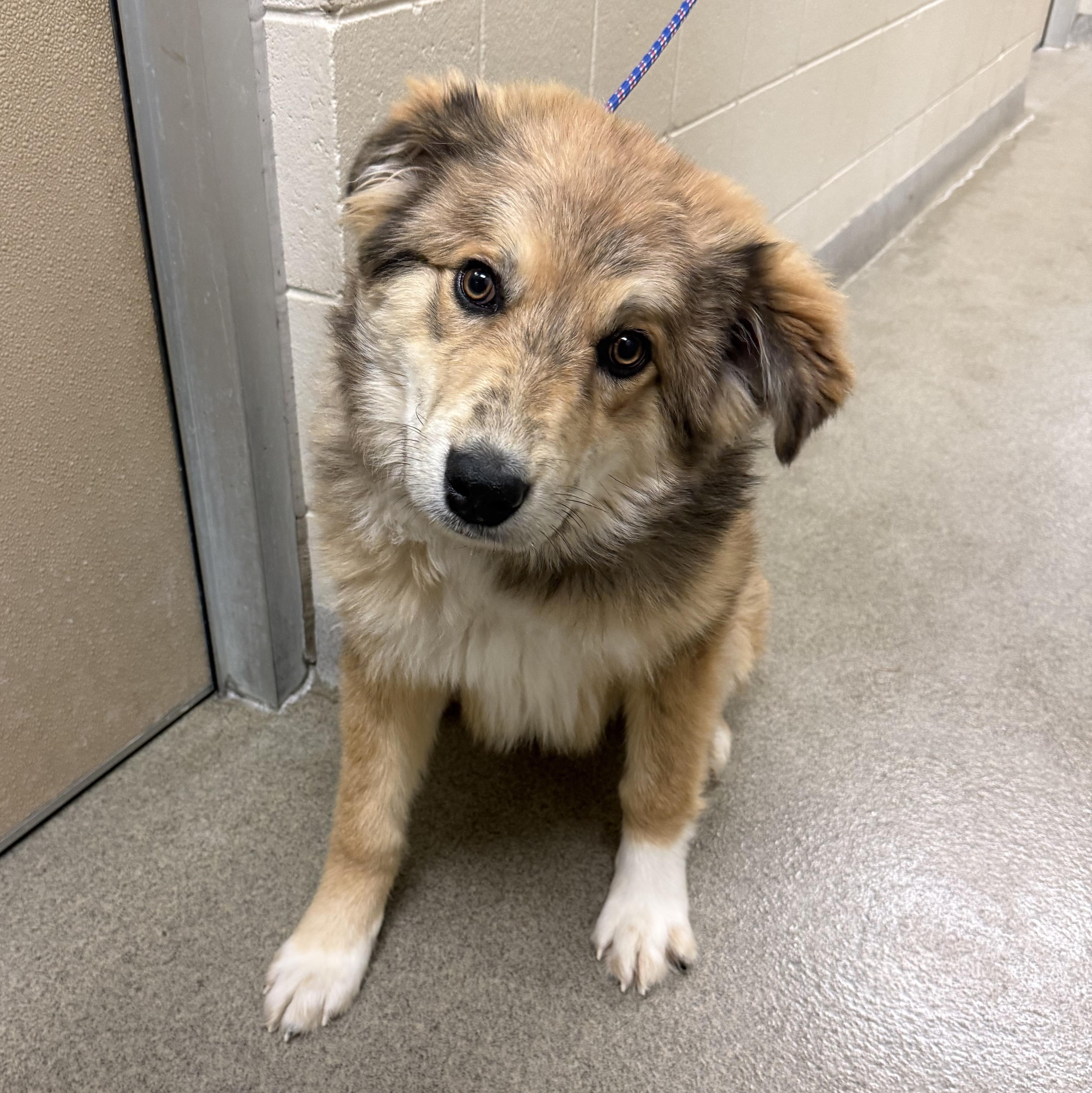 Humphrey , adopted, Young Male Australian Shepherd.