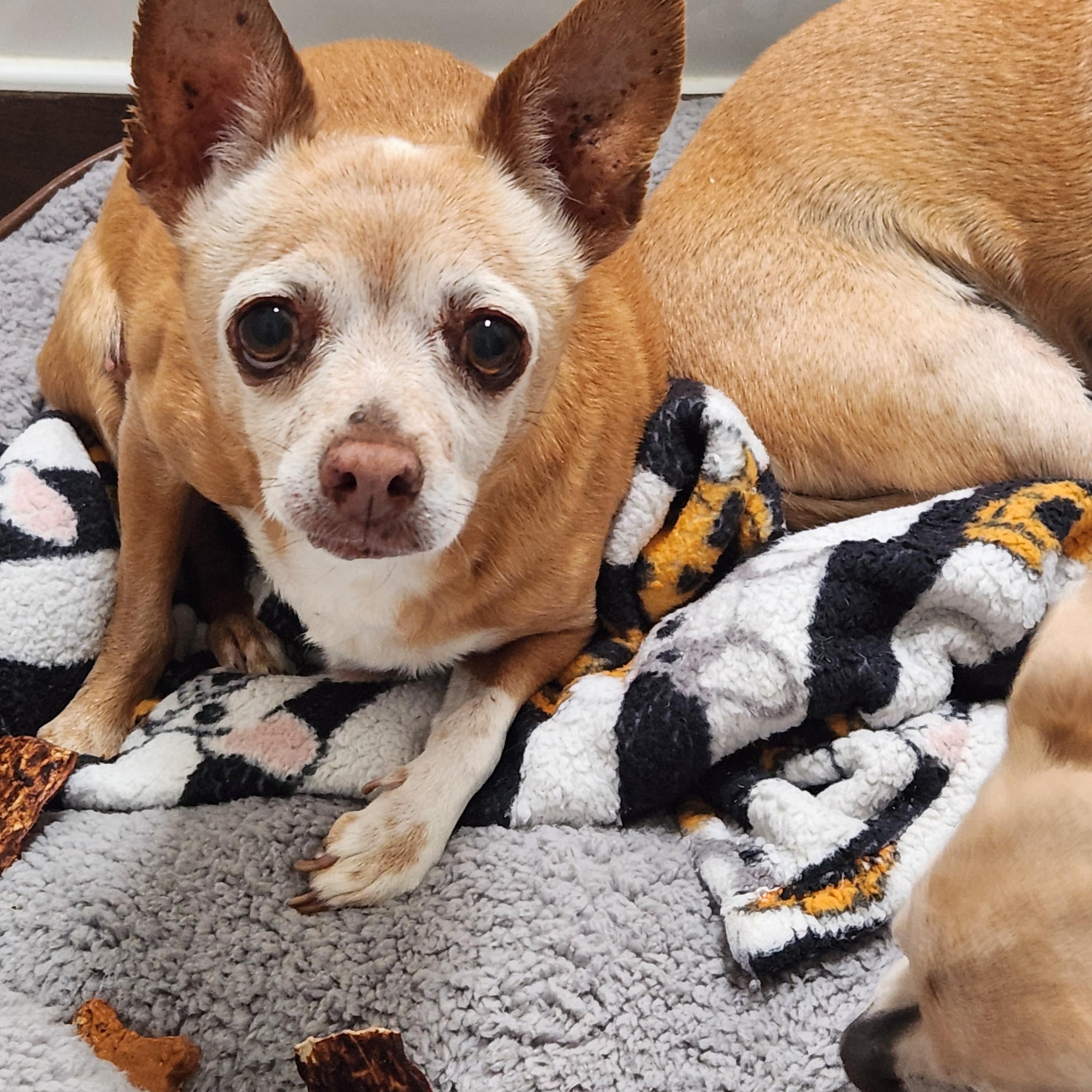 Lovey, Senior Female Chihuahua