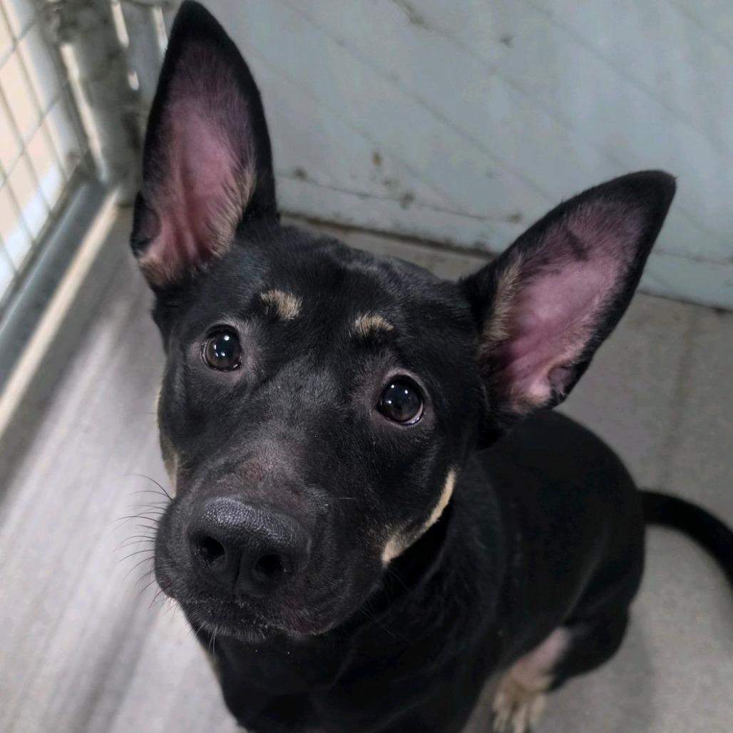 Spring Roll, Adoptable, Adult Female Doberman Pinscher & Black Labrador Retriever.