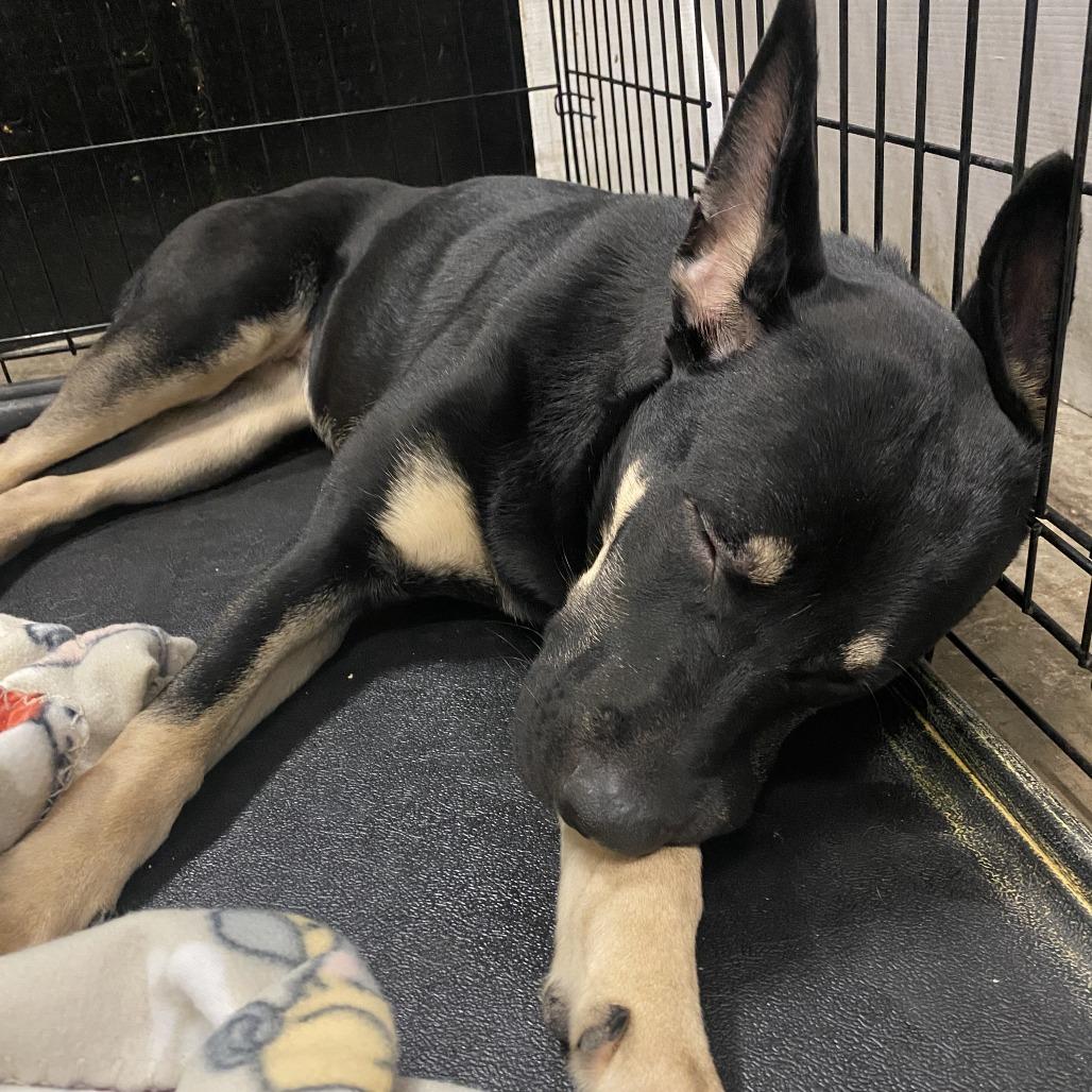Enlarge Spring Roll, a Adoptable mixed breed in St. Louis, MO image 2/4