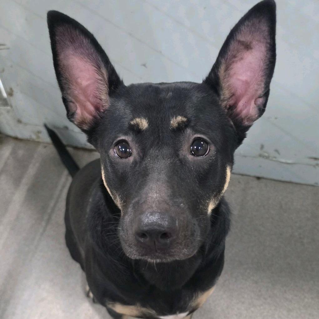 Enlarge Spring Roll, a Adoptable mixed breed in St. Louis, MO image 3/4