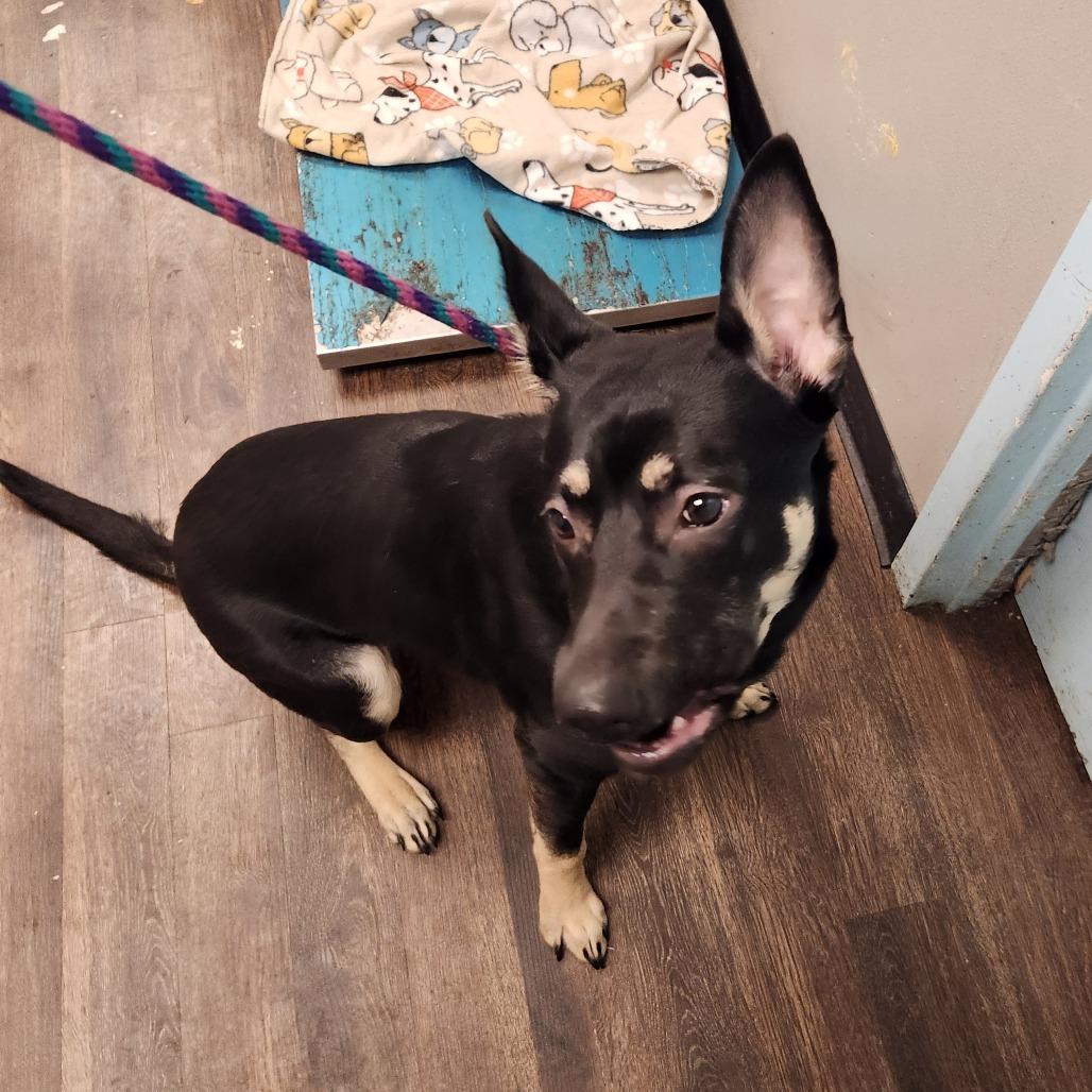 Enlarge Spring Roll, a Adoptable mixed breed in St. Louis, MO image 4/4