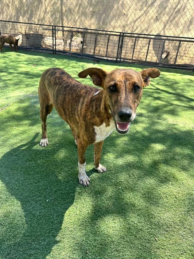 Enlarge Brie, a Adoptable mixed breed in San Diego, CA image 5/6
