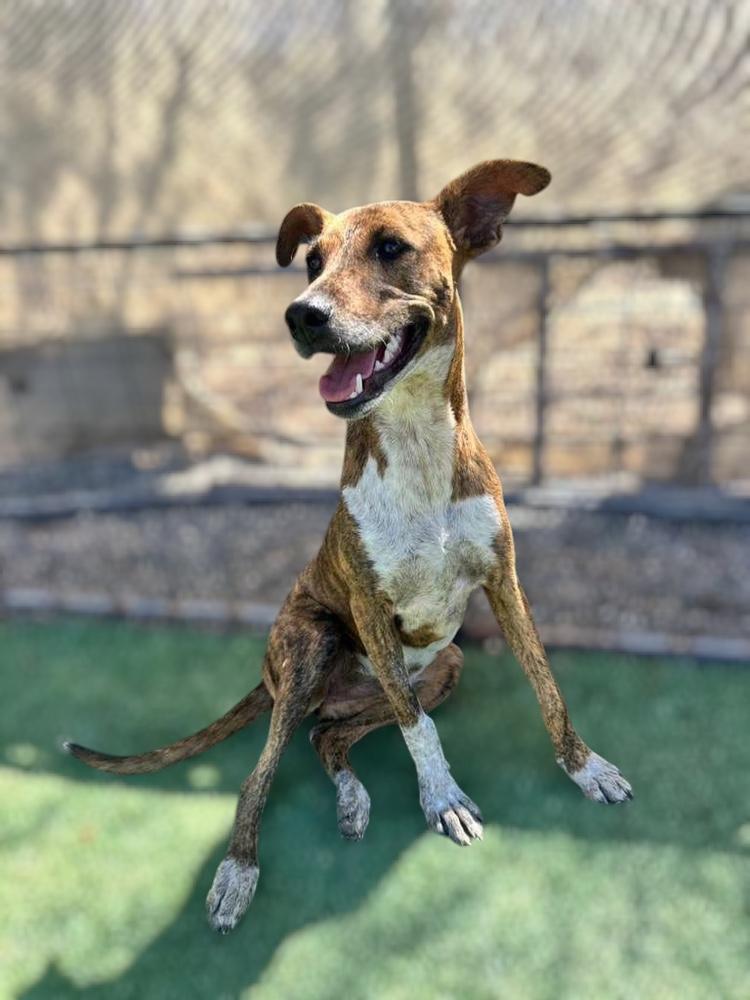 Enlarge Brie, a Adoptable mixed breed in San Diego, CA image 2/6