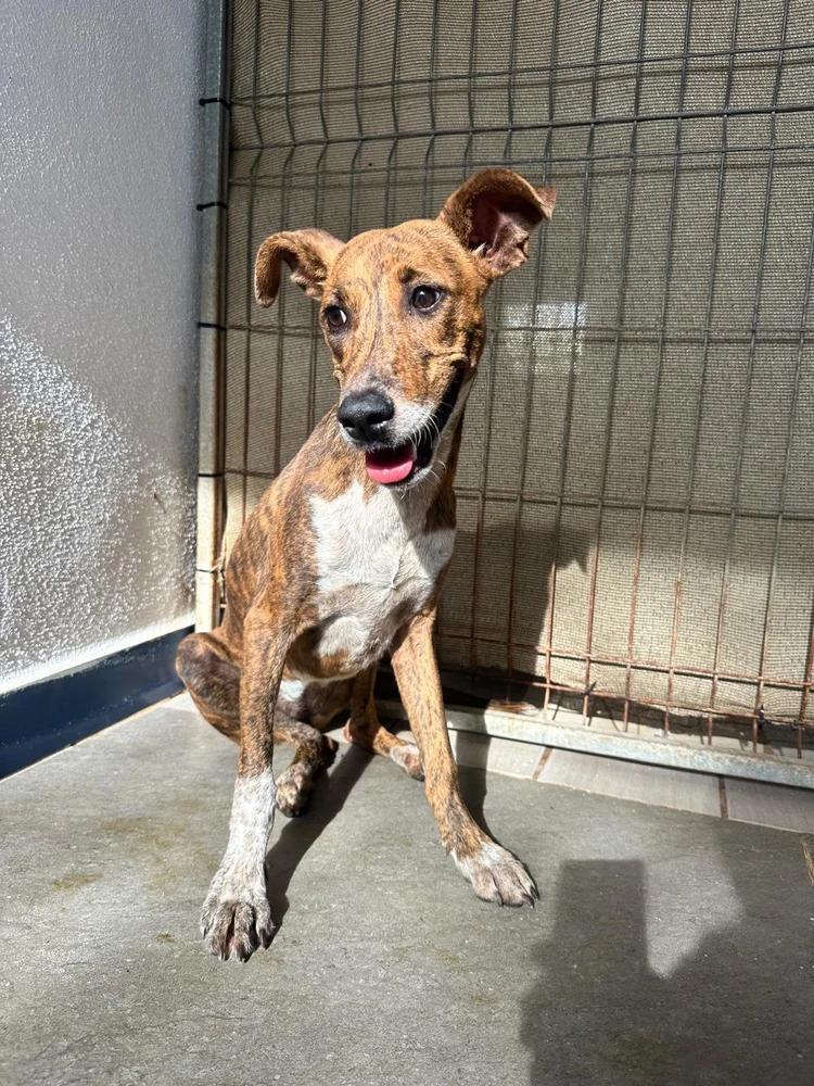 Enlarge Brie, a Adoptable mixed breed in San Diego, CA image 6/6