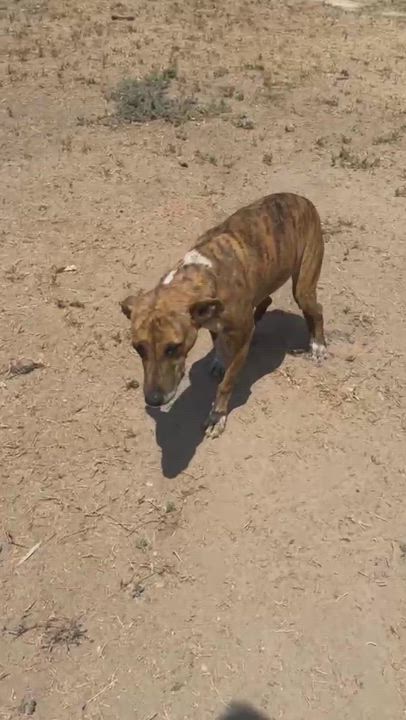 Enlarge Brie, a Adoptable mixed breed in San Diego, CA video 3/6