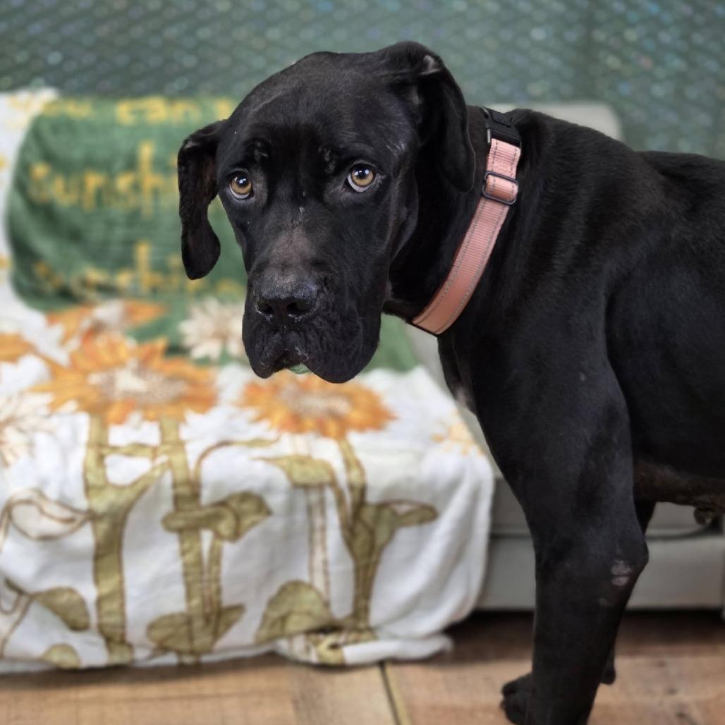 Enlarge Dainty, a Adoptable mixed breed in East Saint Louis, IL image 1/5