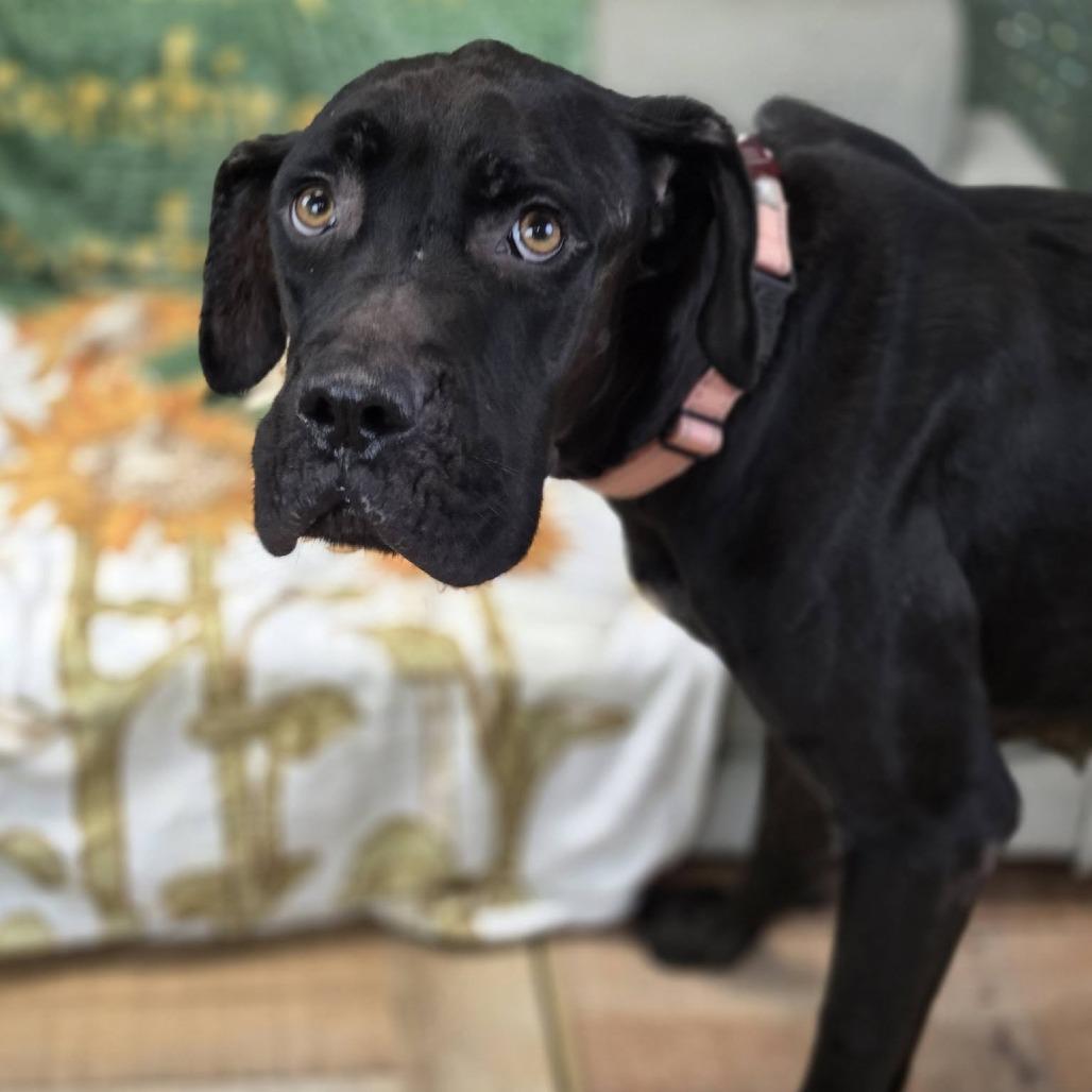 Enlarge Dainty, a Adoptable mixed breed in East Saint Louis, IL image 2/5