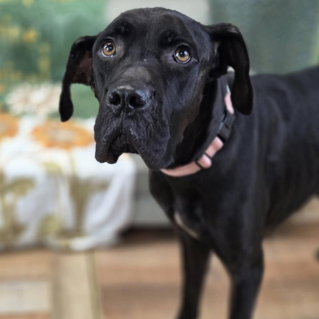 Enlarge Dainty, a Adoptable mixed breed in East Saint Louis, IL image 3/5