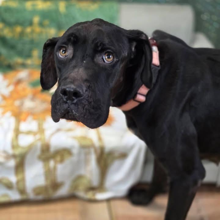 Enlarge Dainty, a Adoptable mixed breed in East Saint Louis, IL image 4/5