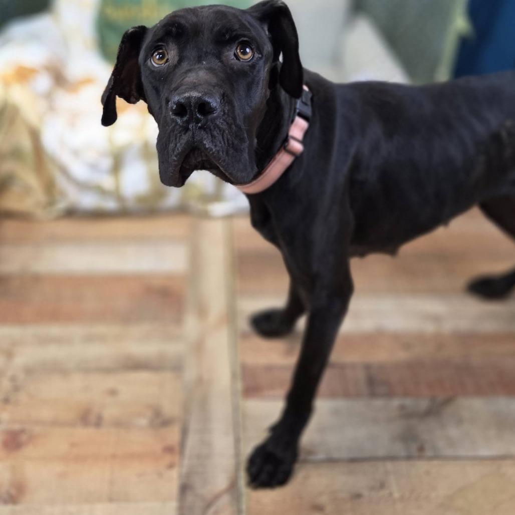 Enlarge Dainty, a Adoptable mixed breed in East Saint Louis, IL image 5/5