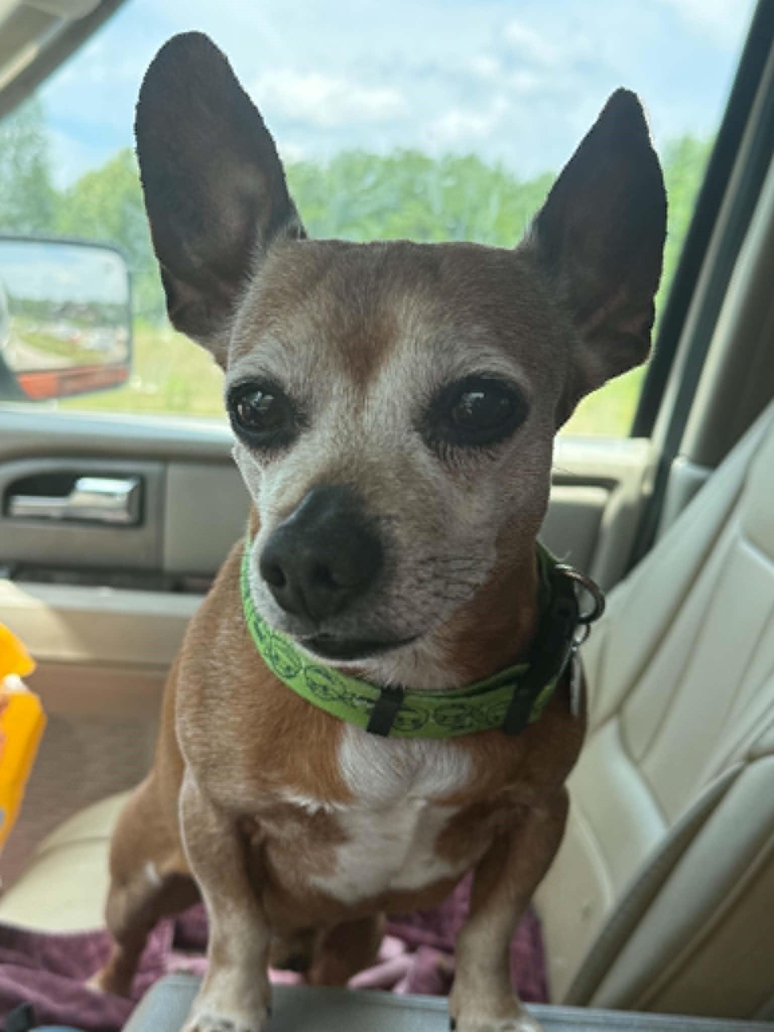 Enlarge Bruno, an adopted Chihuahua in Homer Glen, IL image 1/5