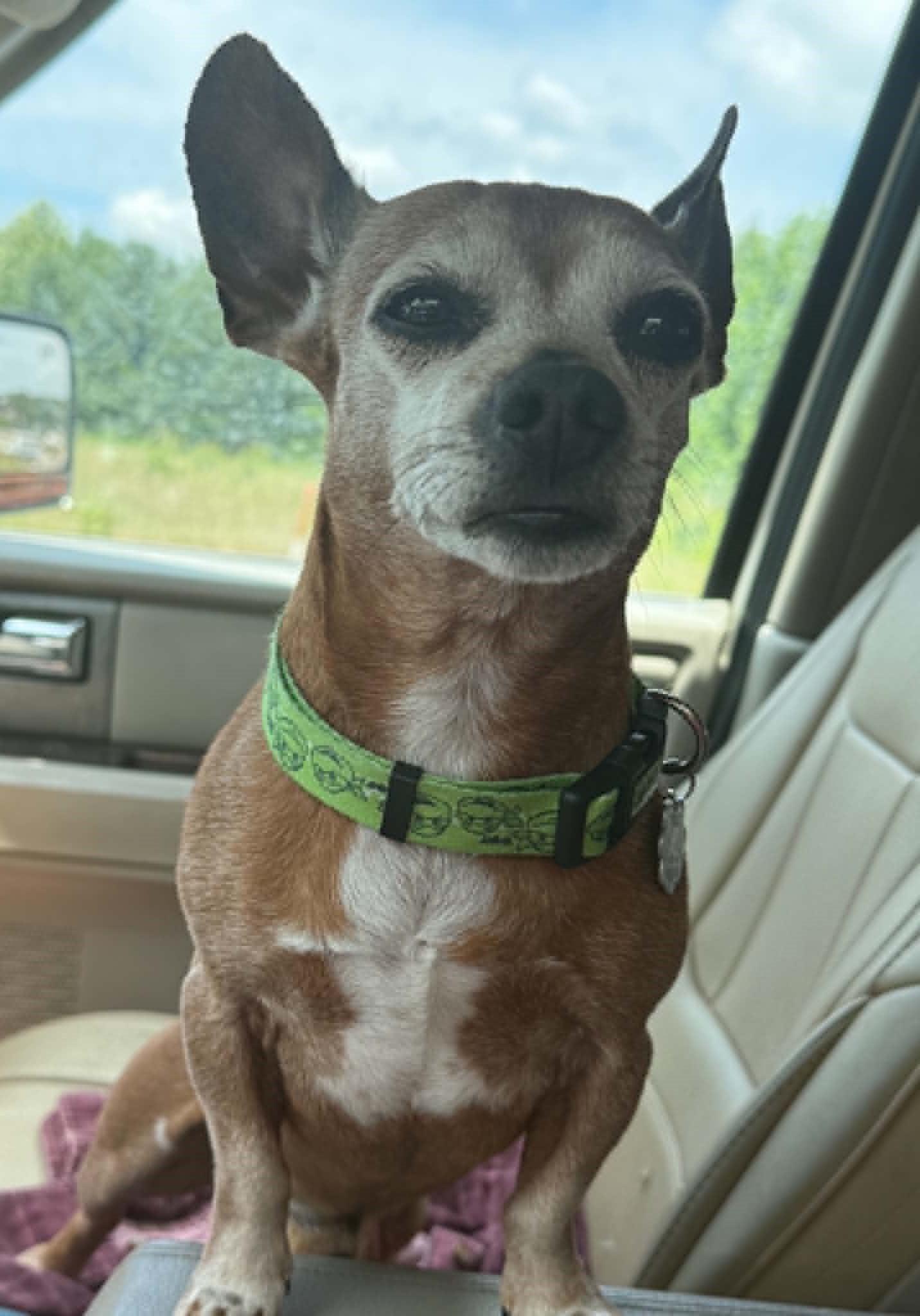 Enlarge Bruno, an adopted Chihuahua in Homer Glen, IL image 4/5