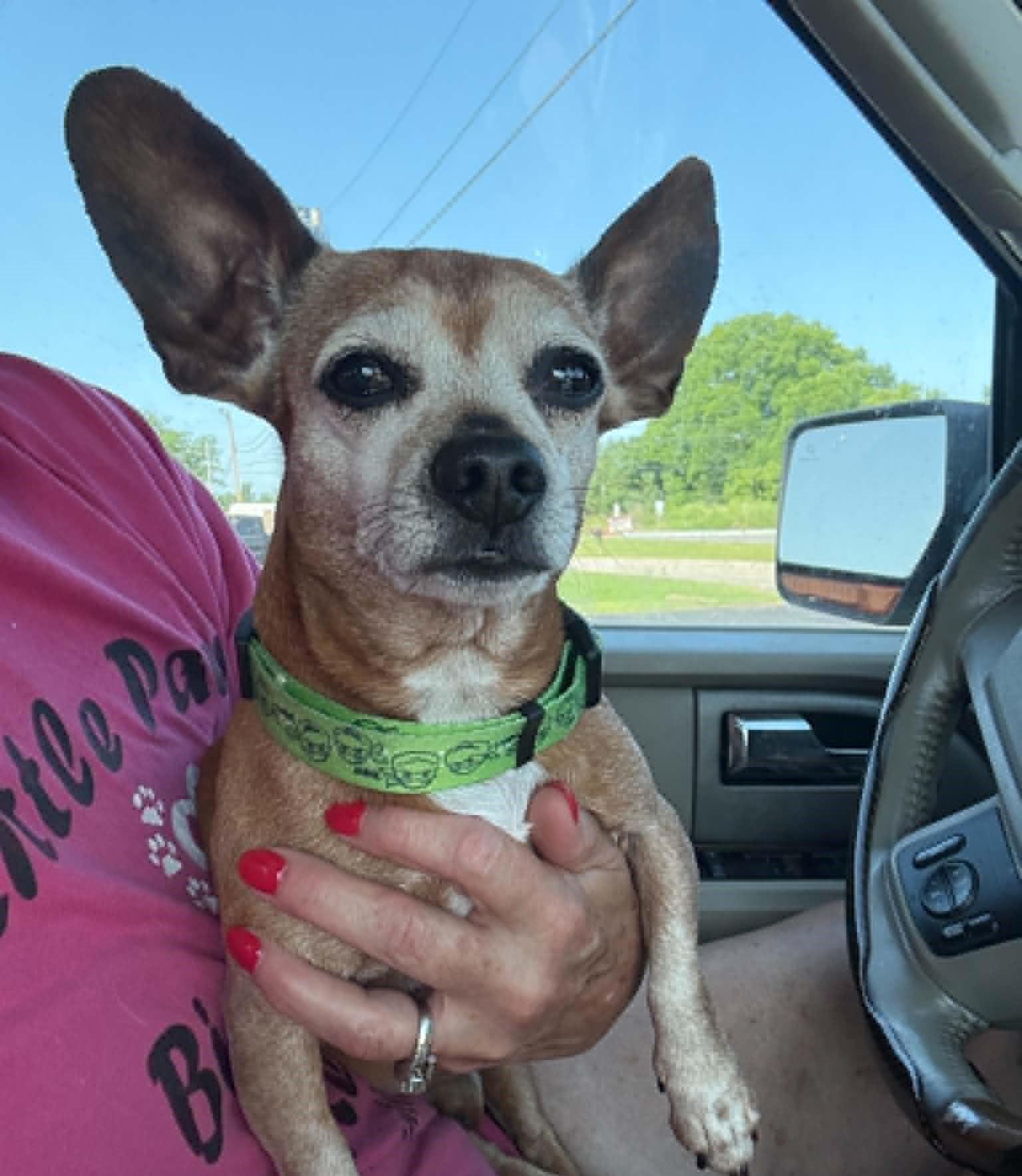 Enlarge Bruno, an adopted Chihuahua in Homer Glen, IL image 3/5