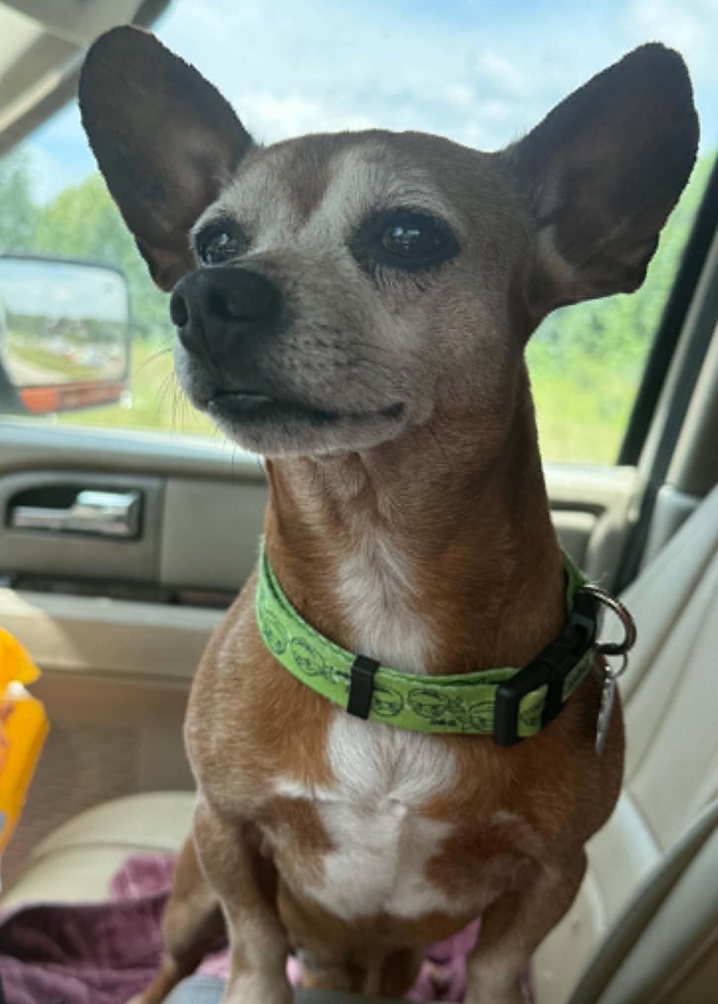 Enlarge Bruno, an adopted Chihuahua in Homer Glen, IL image 2/5