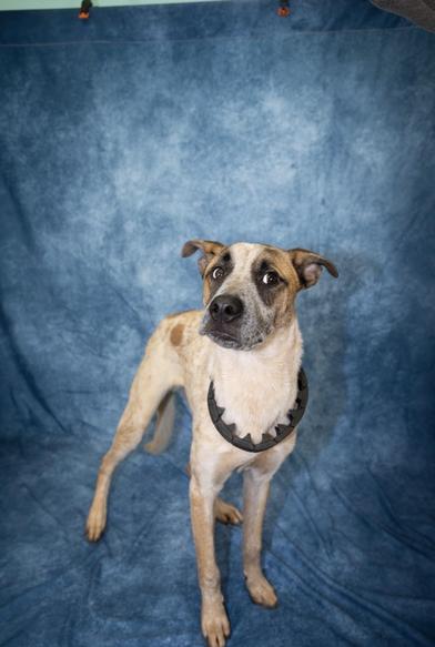 Bojangles — thumbnail 5