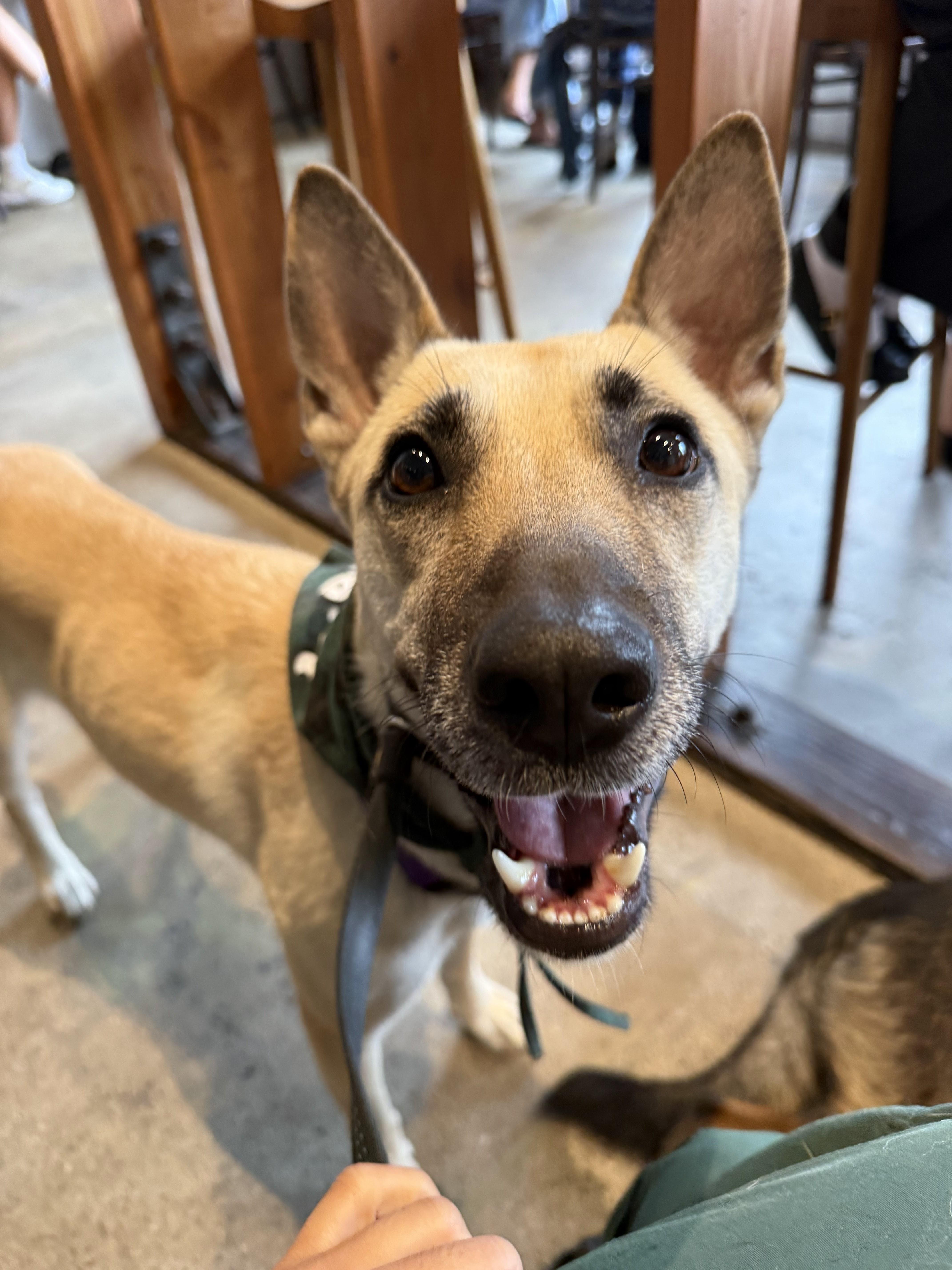 Maggy, Adopted, Young Female German Shepherd Dog & Belgian Shepherd / Malinois.