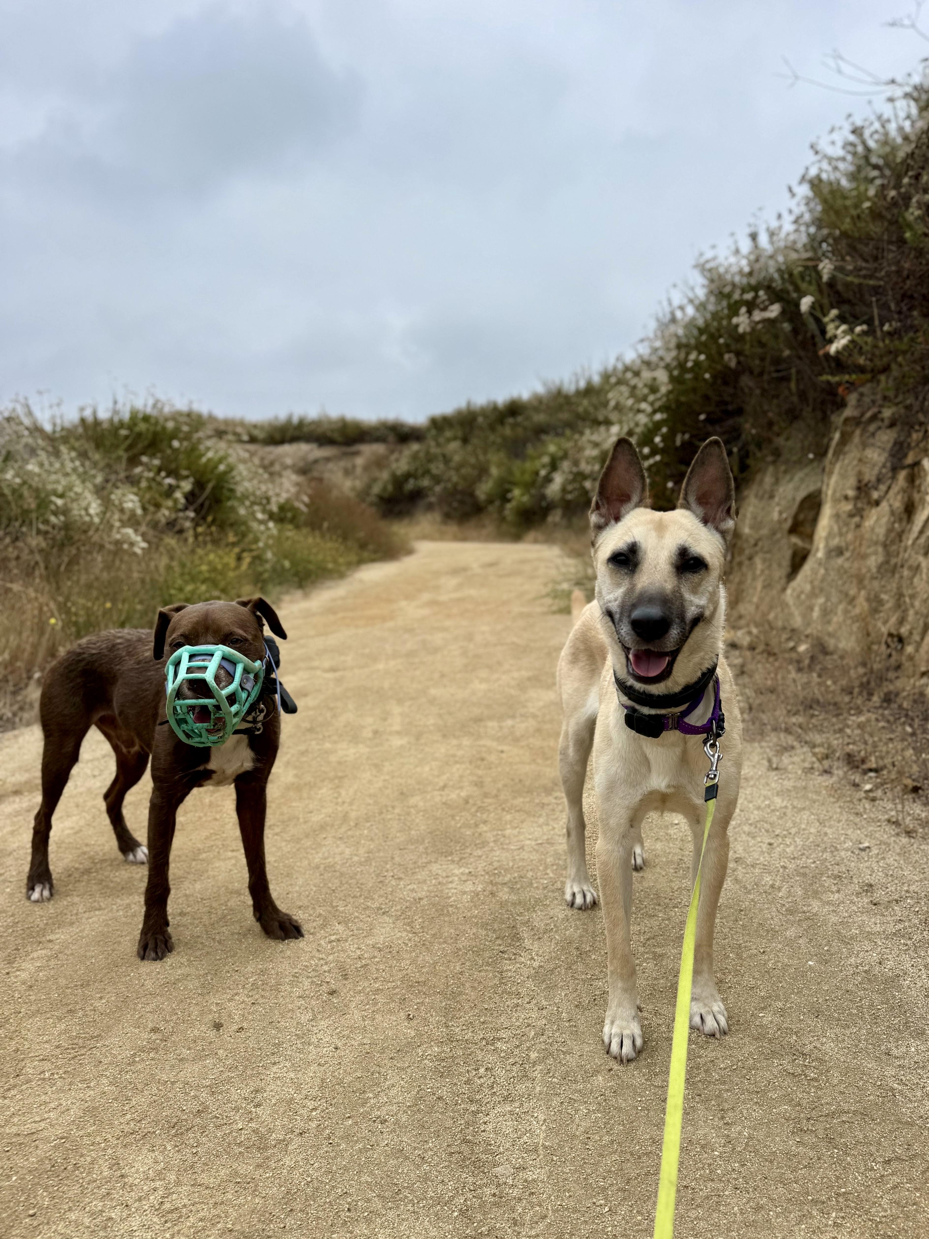 Enlarge Maggy, a Adopted mixed breed in Los Angeles, CA image 3/6