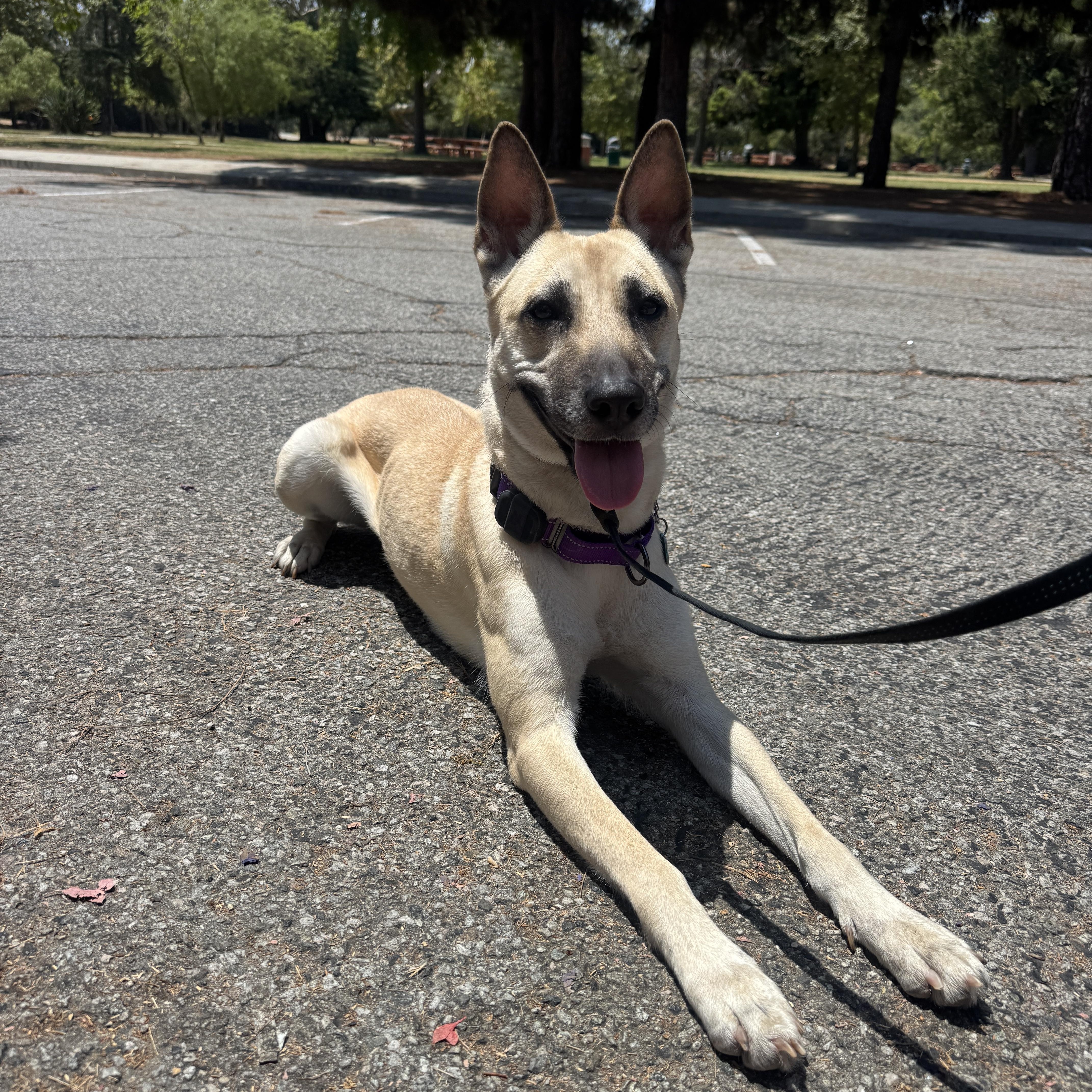 Enlarge Maggy, a Adopted mixed breed in Los Angeles, CA image 2/6