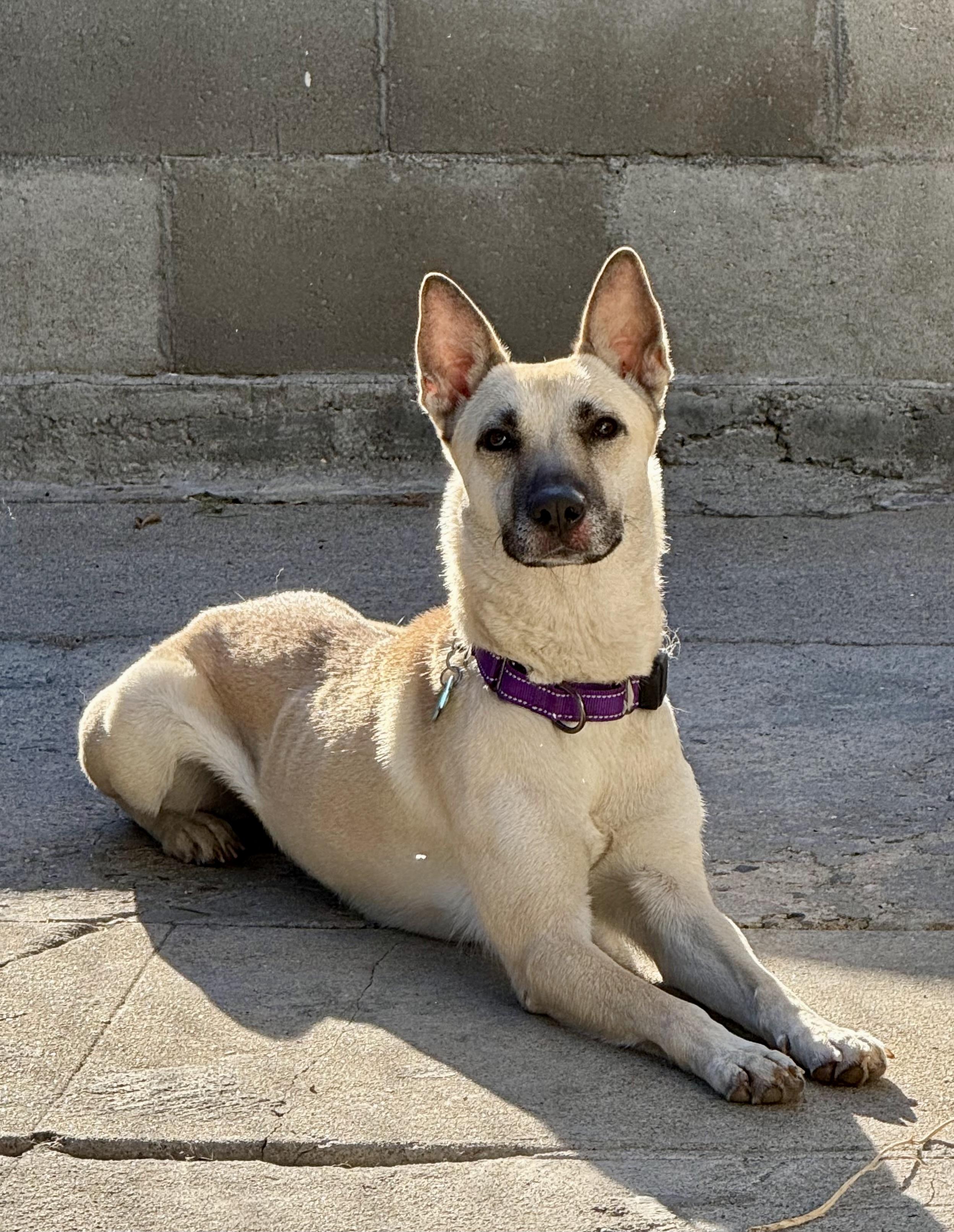 Enlarge Maggy, a Adopted mixed breed in Los Angeles, CA image 5/6