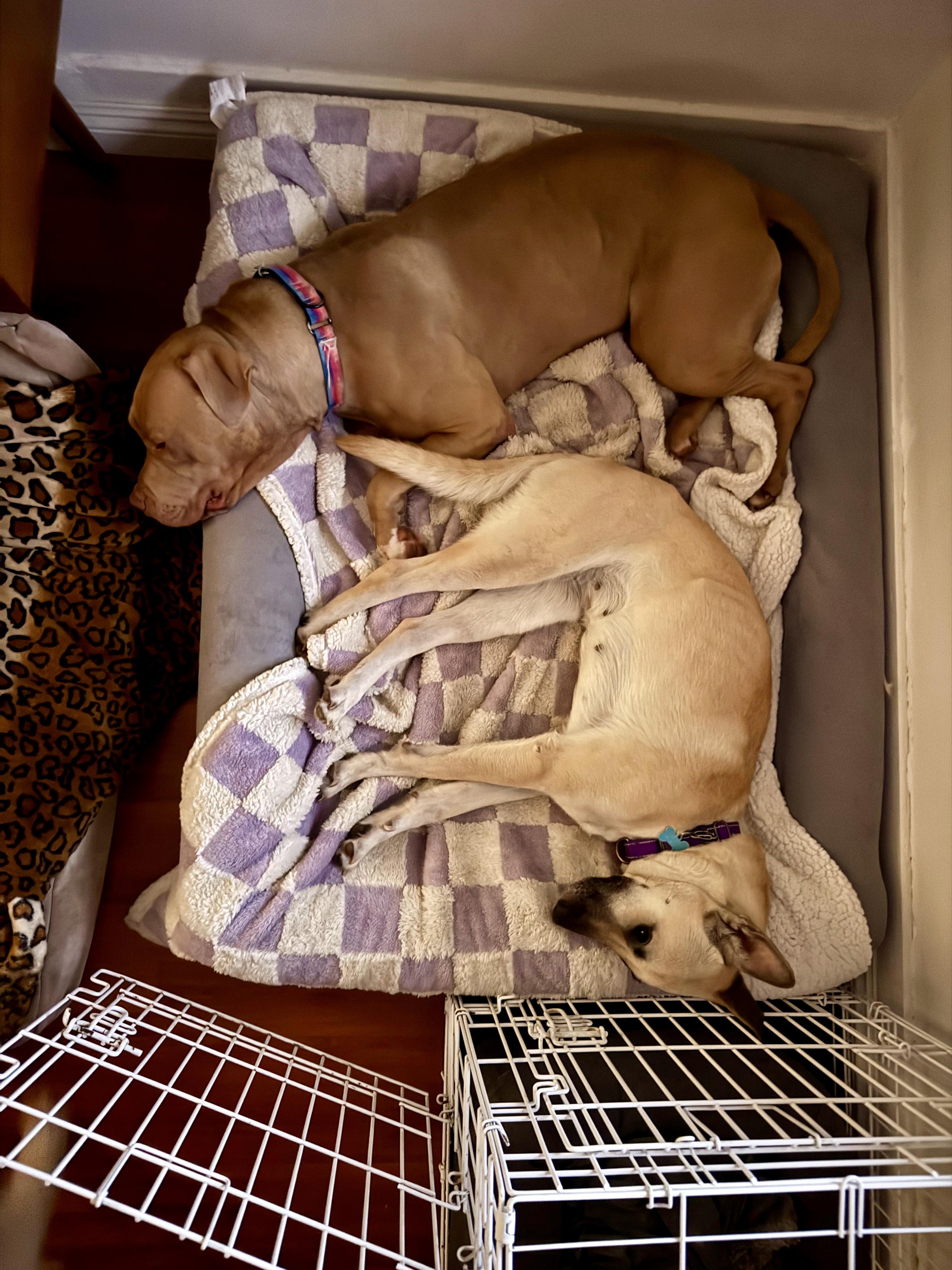 Enlarge Maggy, a Adopted mixed breed in Los Angeles, CA image 4/6