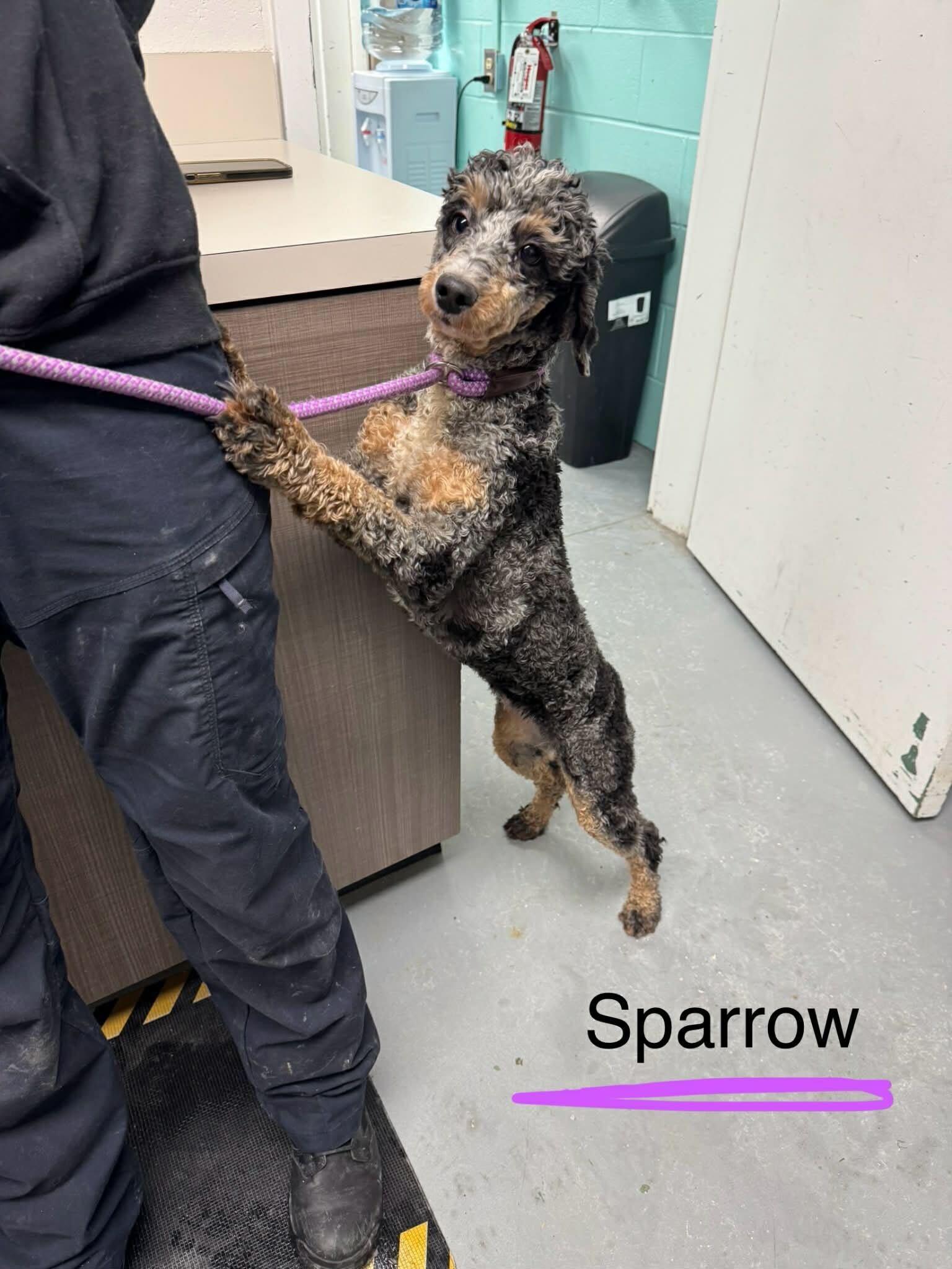 Enlarge Sparrow Feb 26, a Adopted Poodle in Pacolet, SC image 2/2