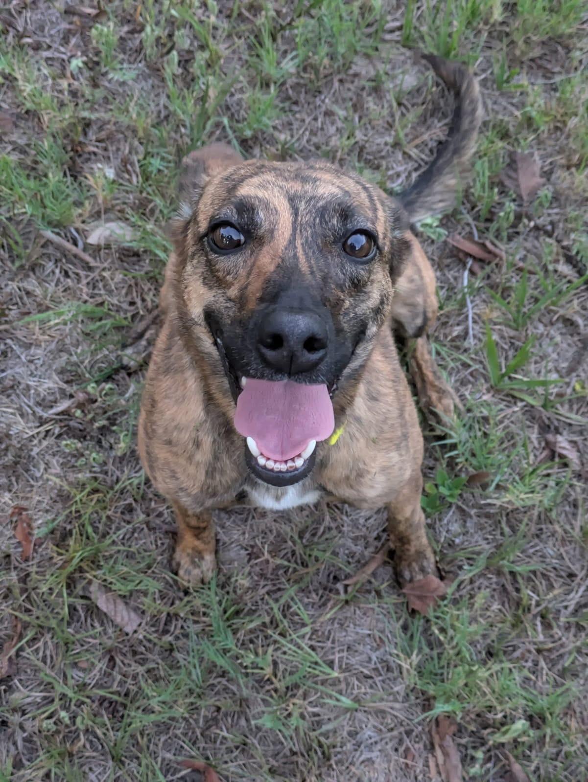 Iggy Pop, a ADOPTABLE mixed breed in Winter Park, FL image 2/4