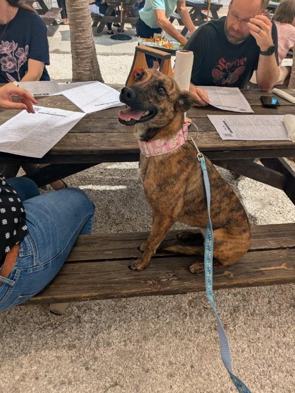 Iggy Pop, a ADOPTABLE mixed breed in Winter Park, FL image 4/4