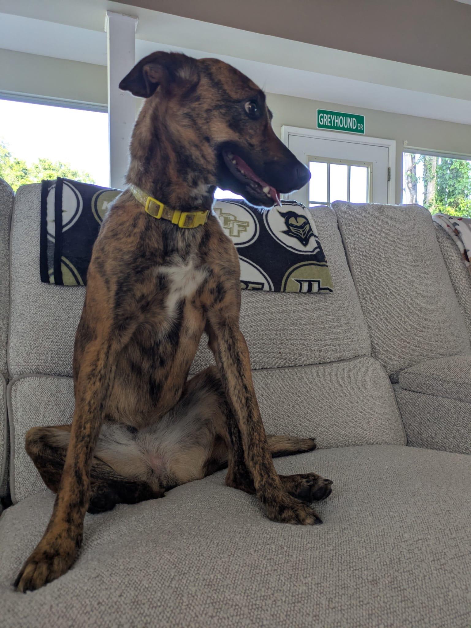 Iggy Pop, ADOPTABLE, Young Female Greyhound & Border Collie.