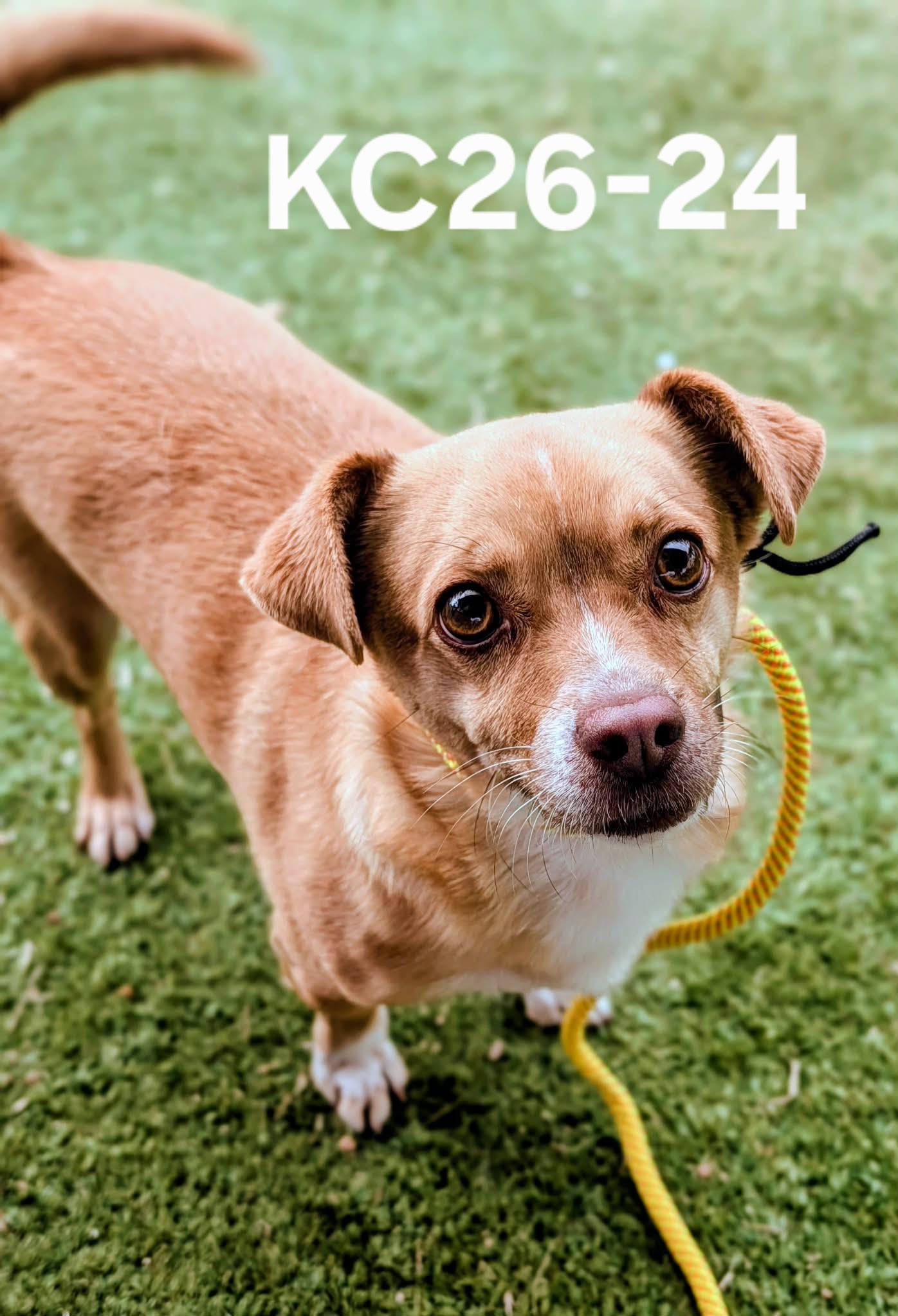 KC26-24, ADOPTABLE, Adult Male Chihuahua.