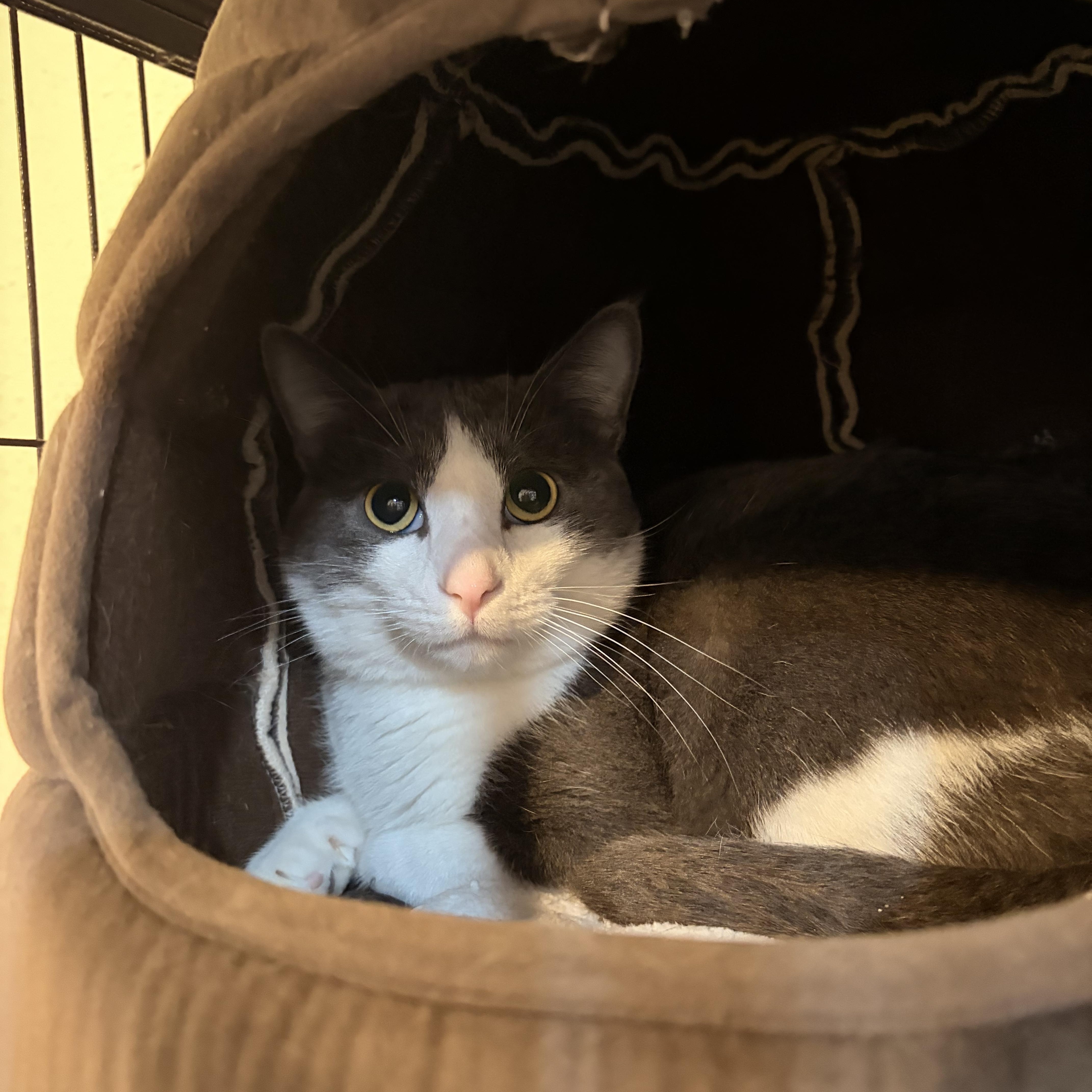 Enlarge Nightlight, an adopted mixed breed in Melbourne, AR image 1/2